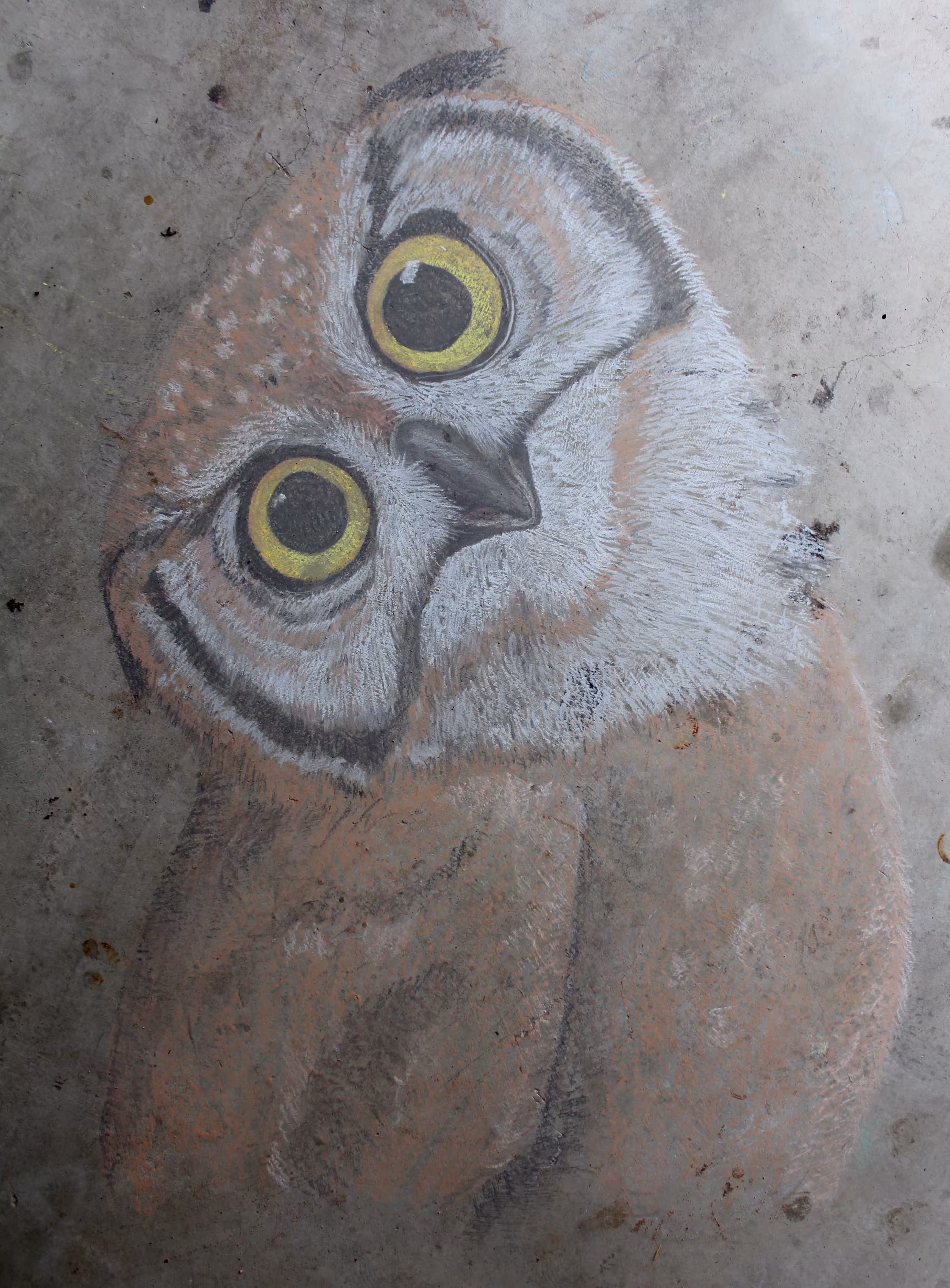Chalk Series - Owl