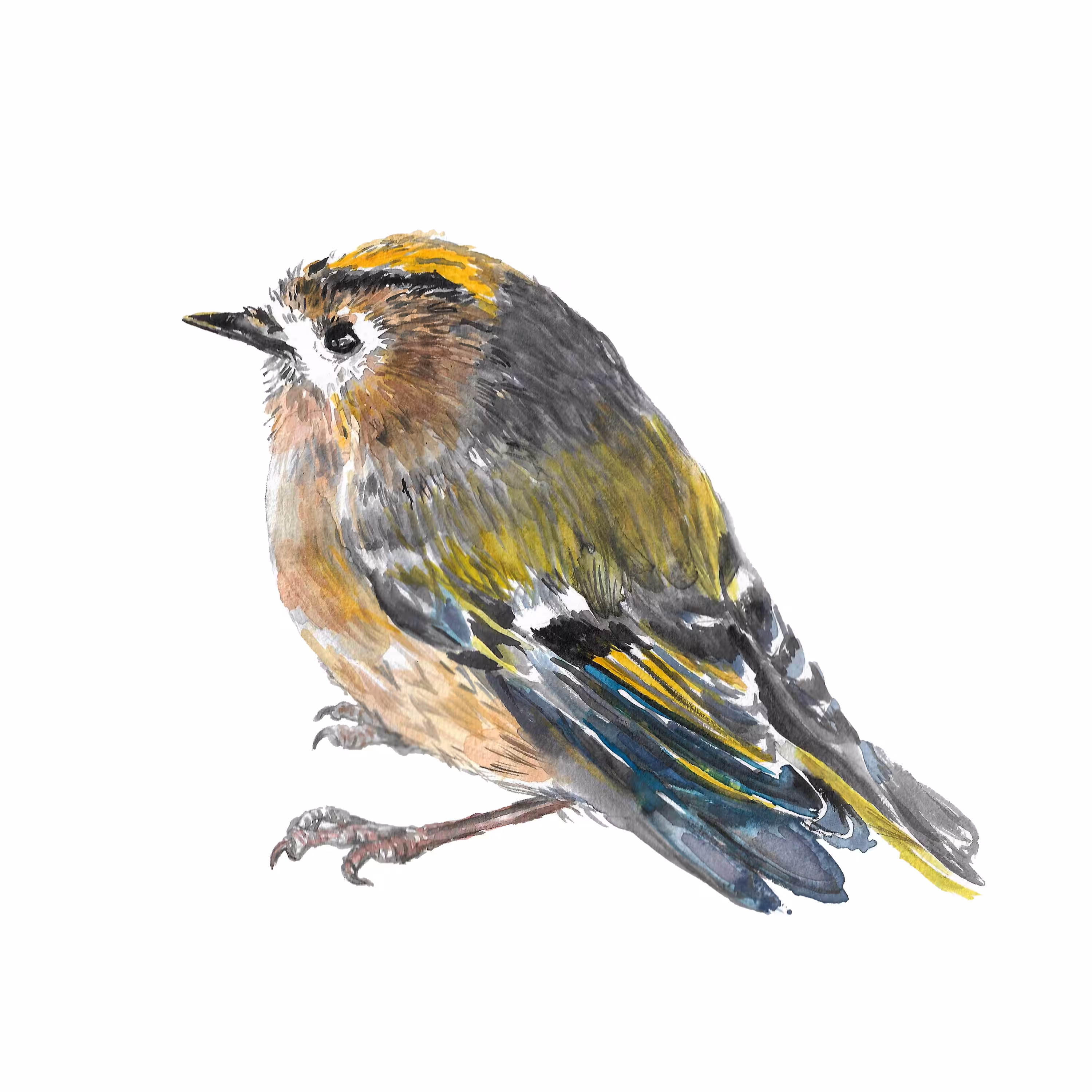 Goldcrest