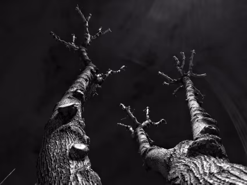 The LimeLight III