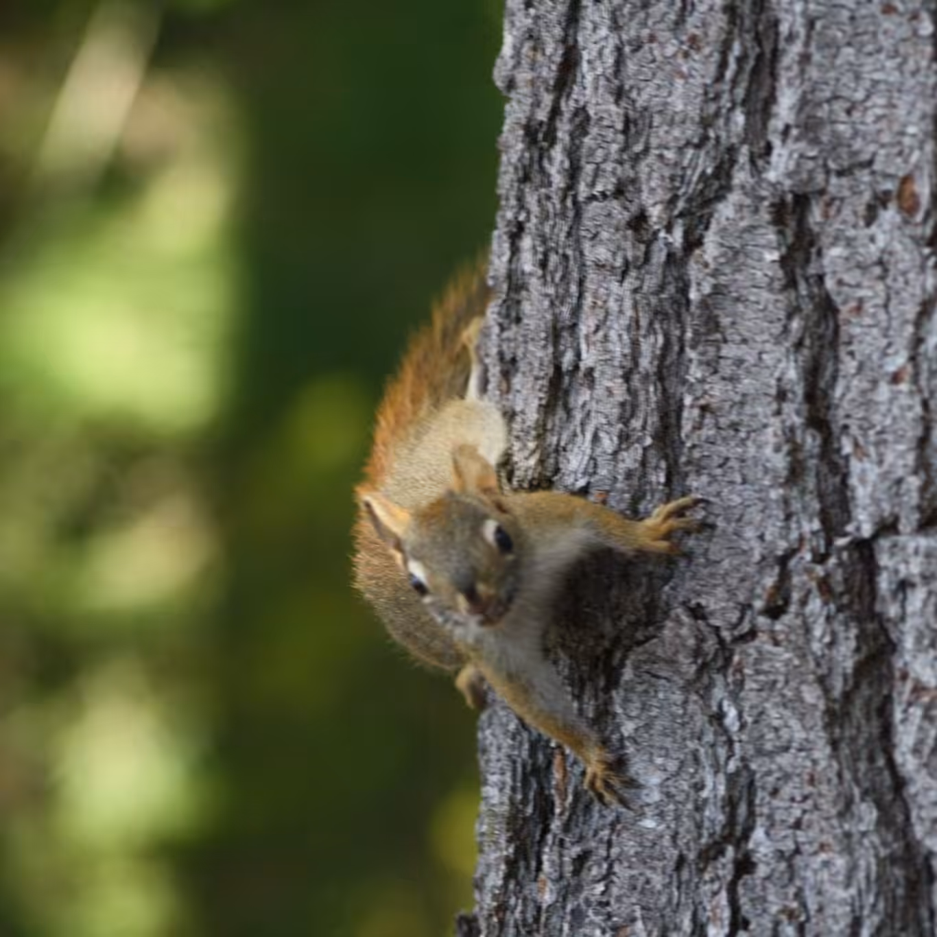The Uninvited Guest