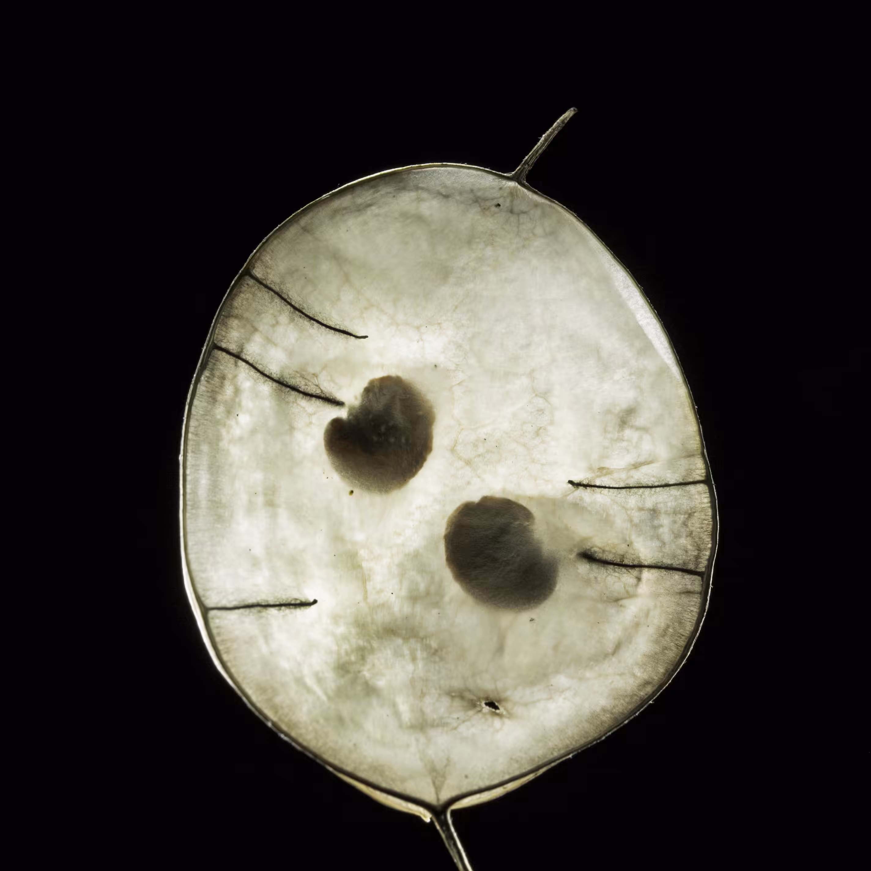 Lunaria