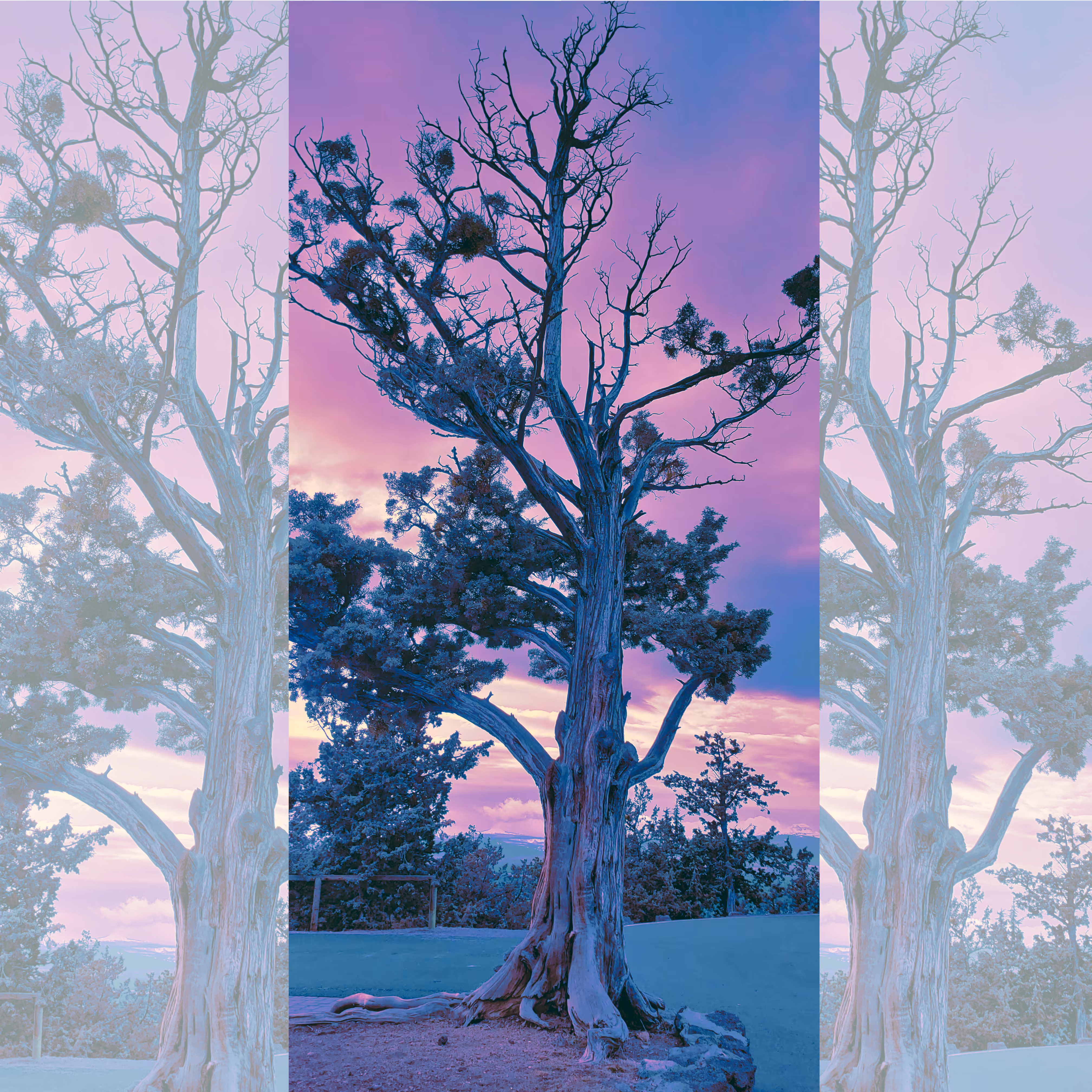 Purple Skies
