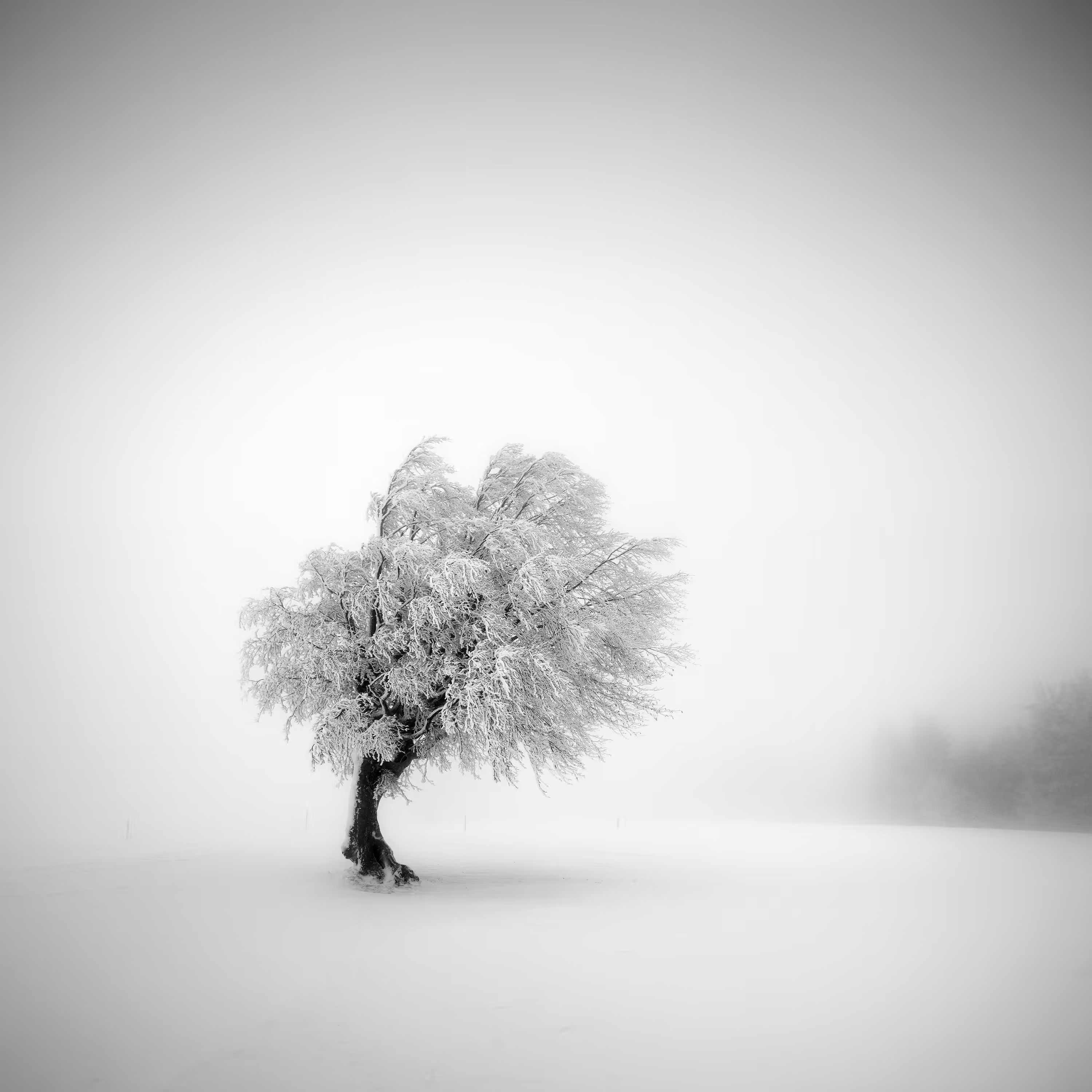 Frozen Life II No. 28