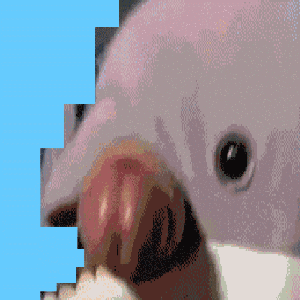 Money Shot from Dolphin Date