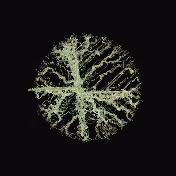 Ginseng #105
