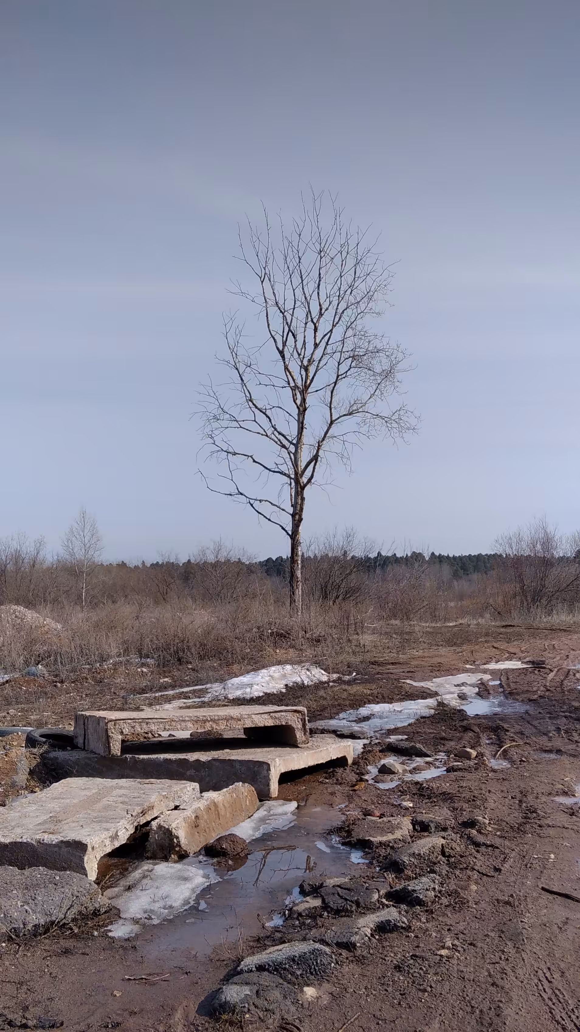 one tree and some concrete slabs