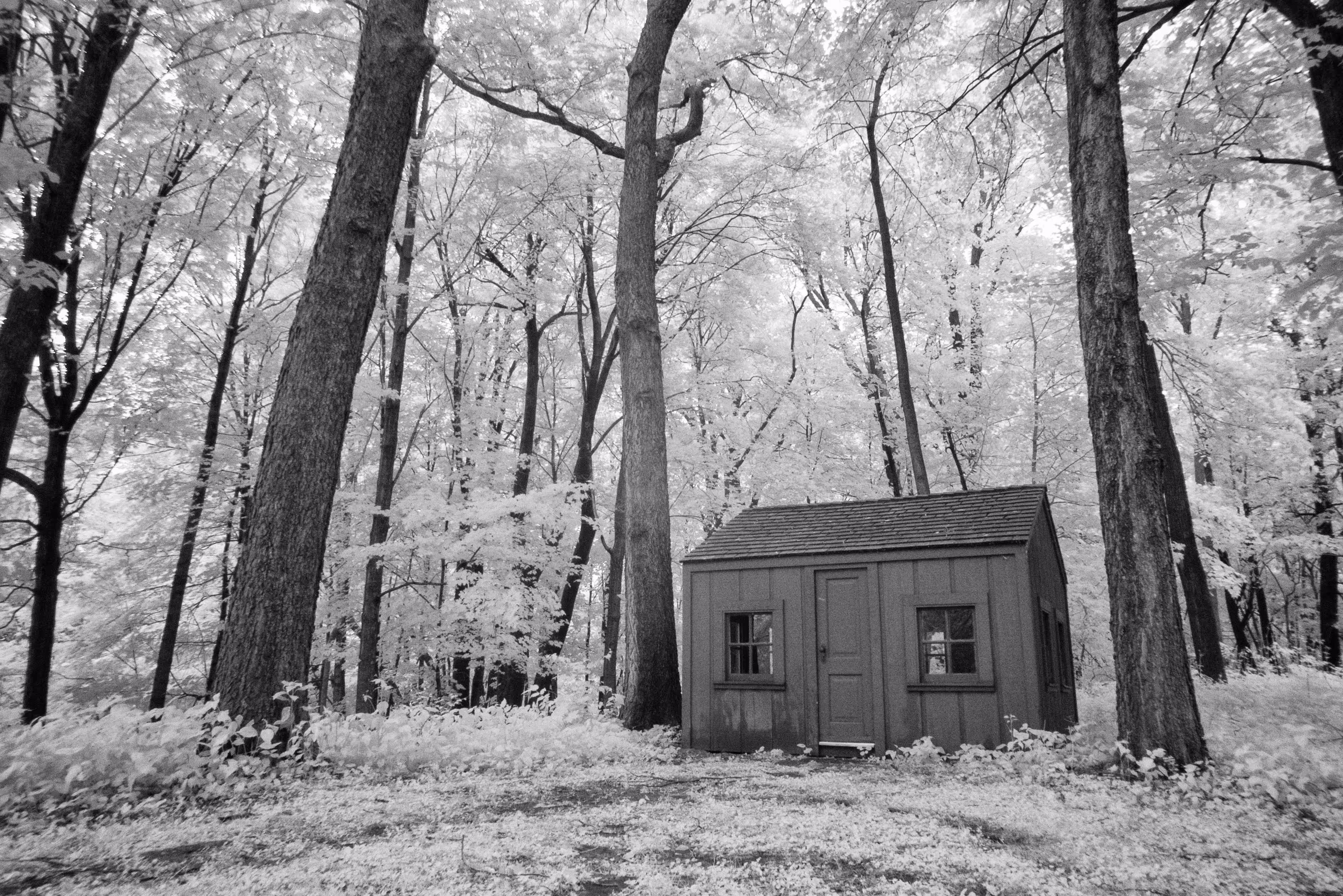 The Little House in the Woods