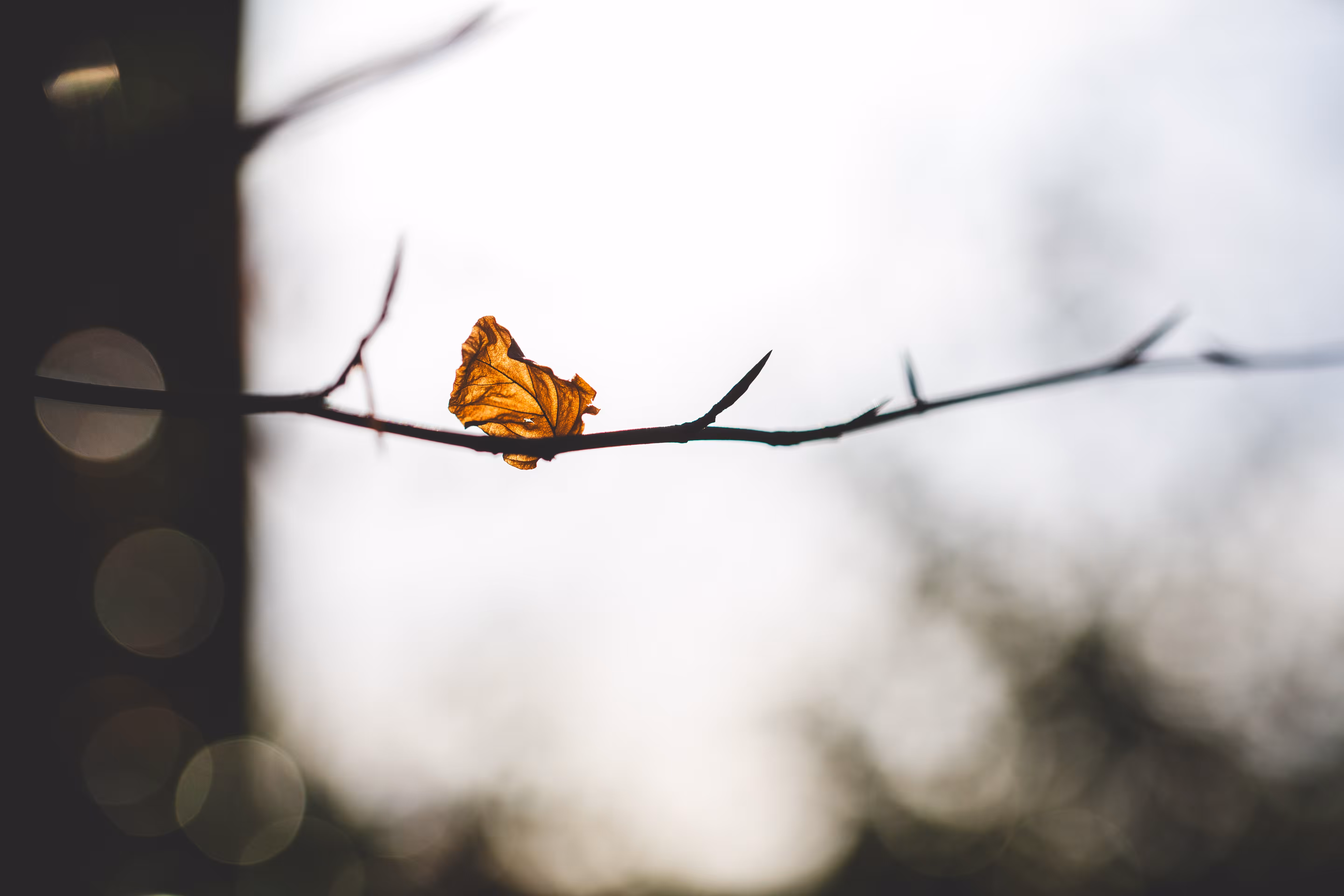 The Last to Fall