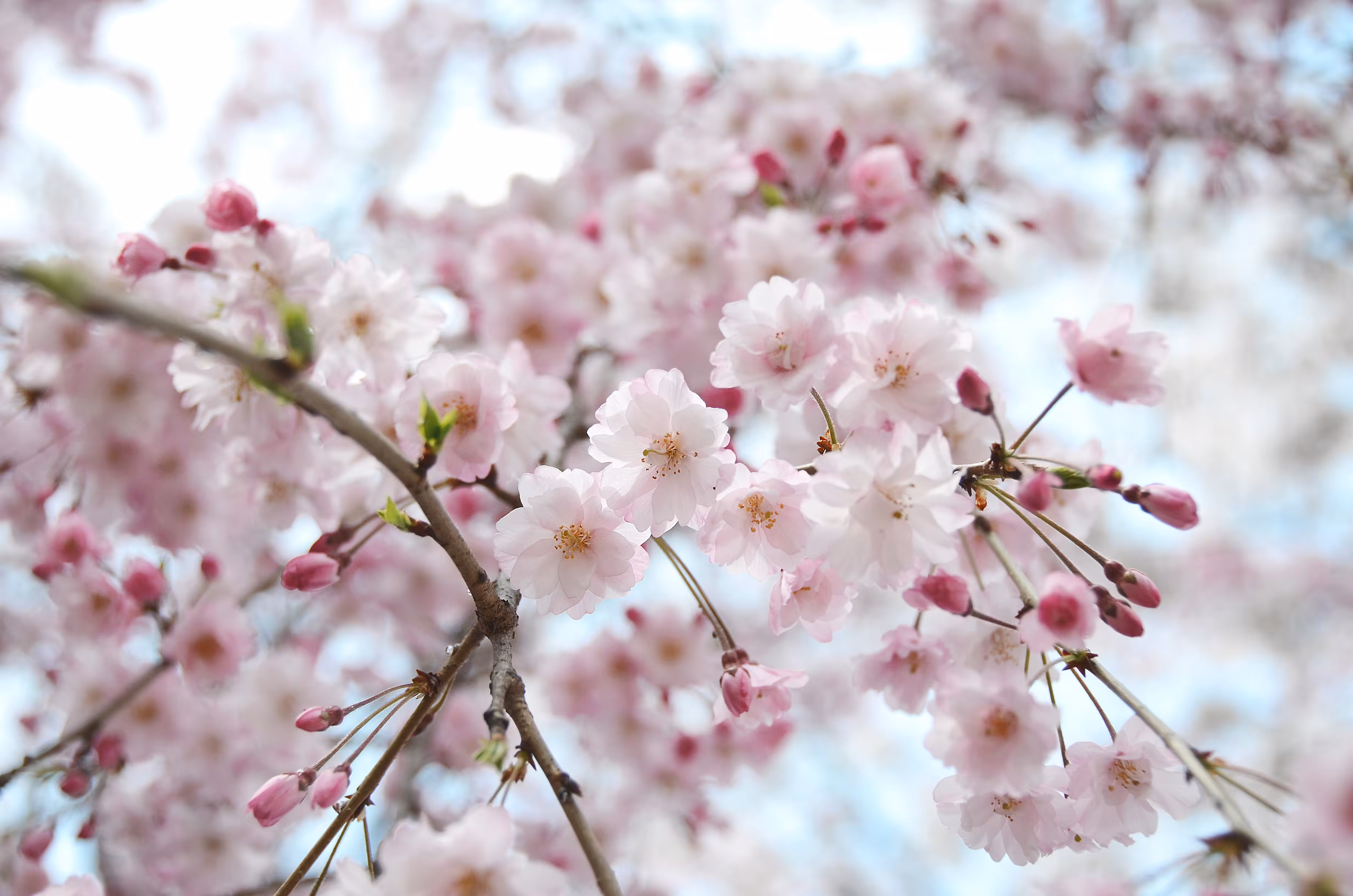 Sakura flowers