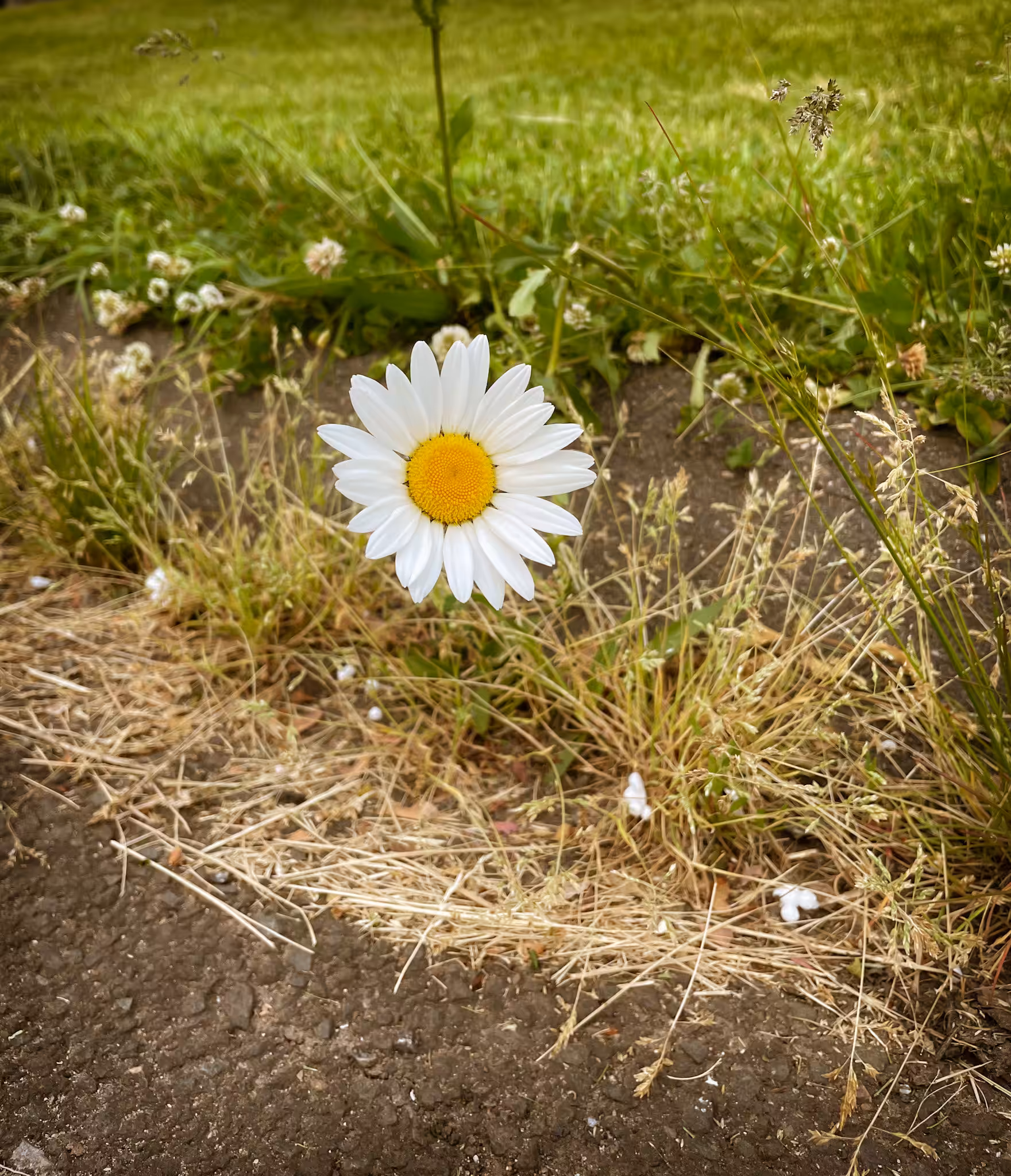 A flower that grew from concrete