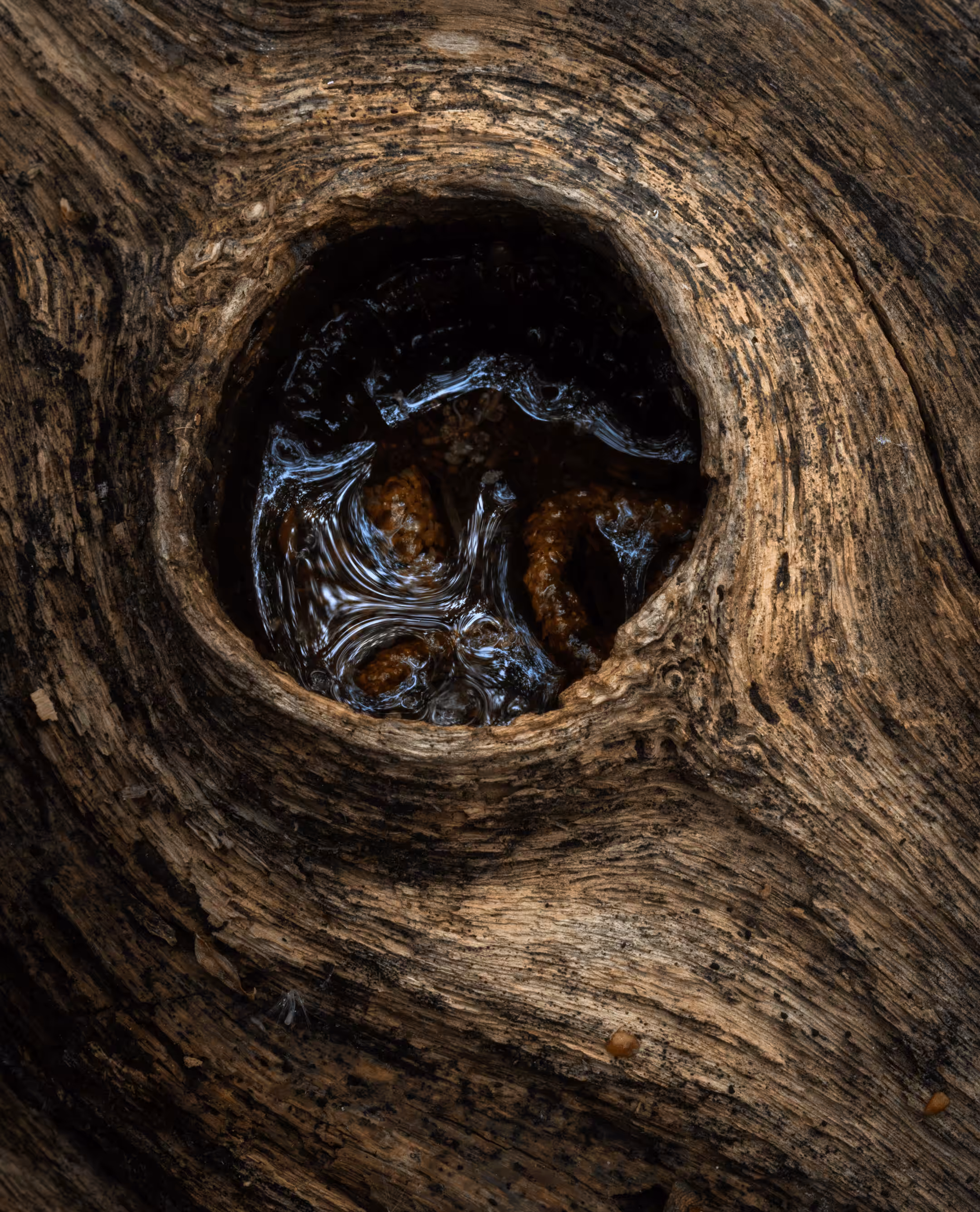 Elements #18 - Fruits of the Forest