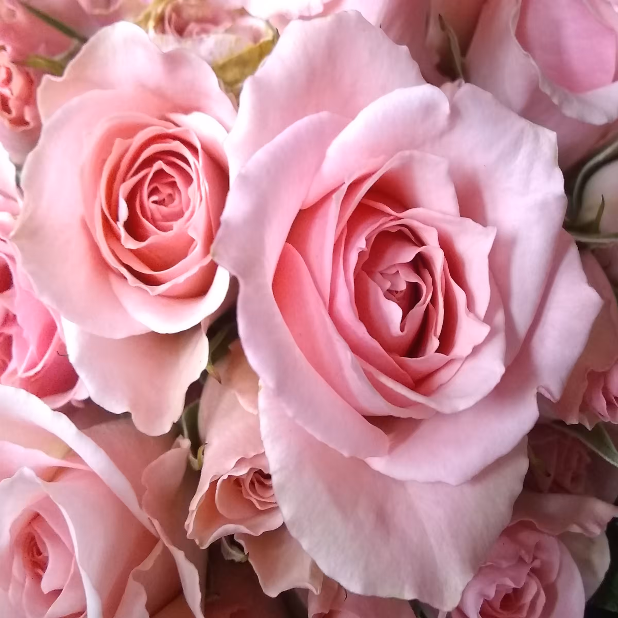 Flower #2
