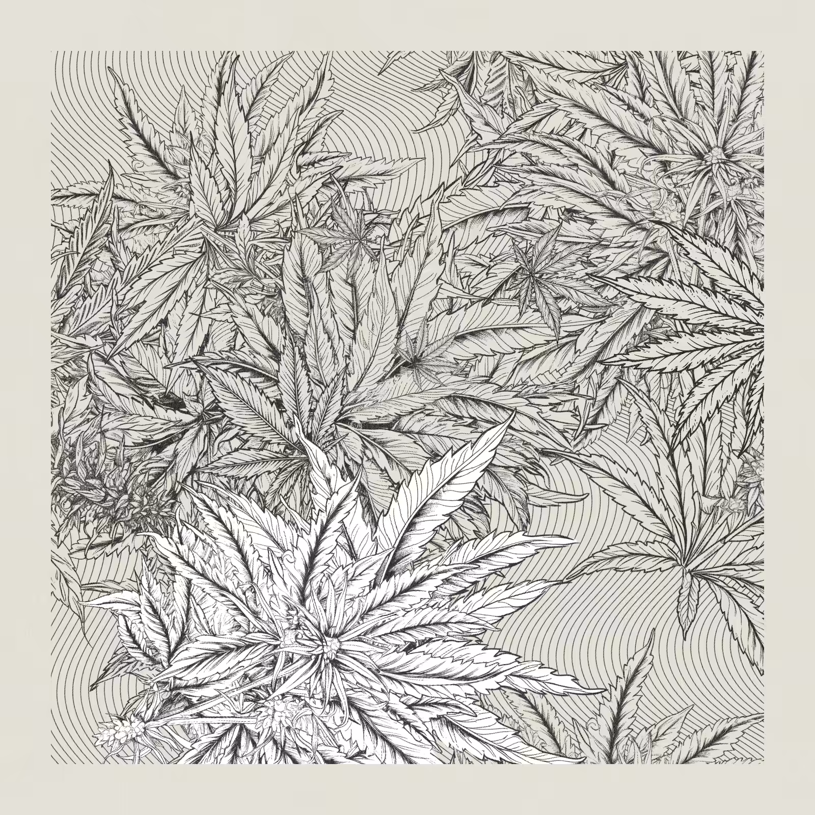 zancannabis #210