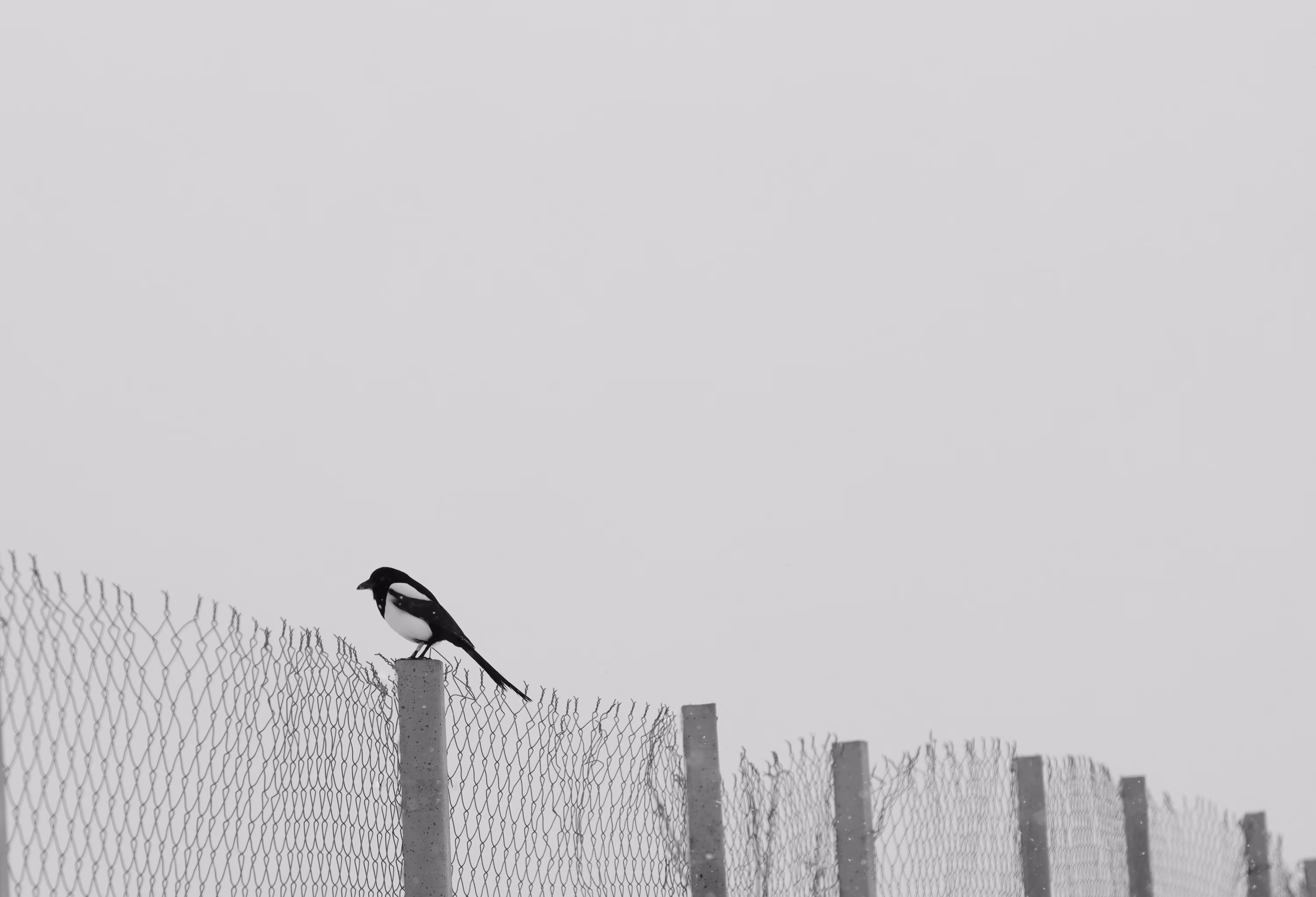 Loneliness