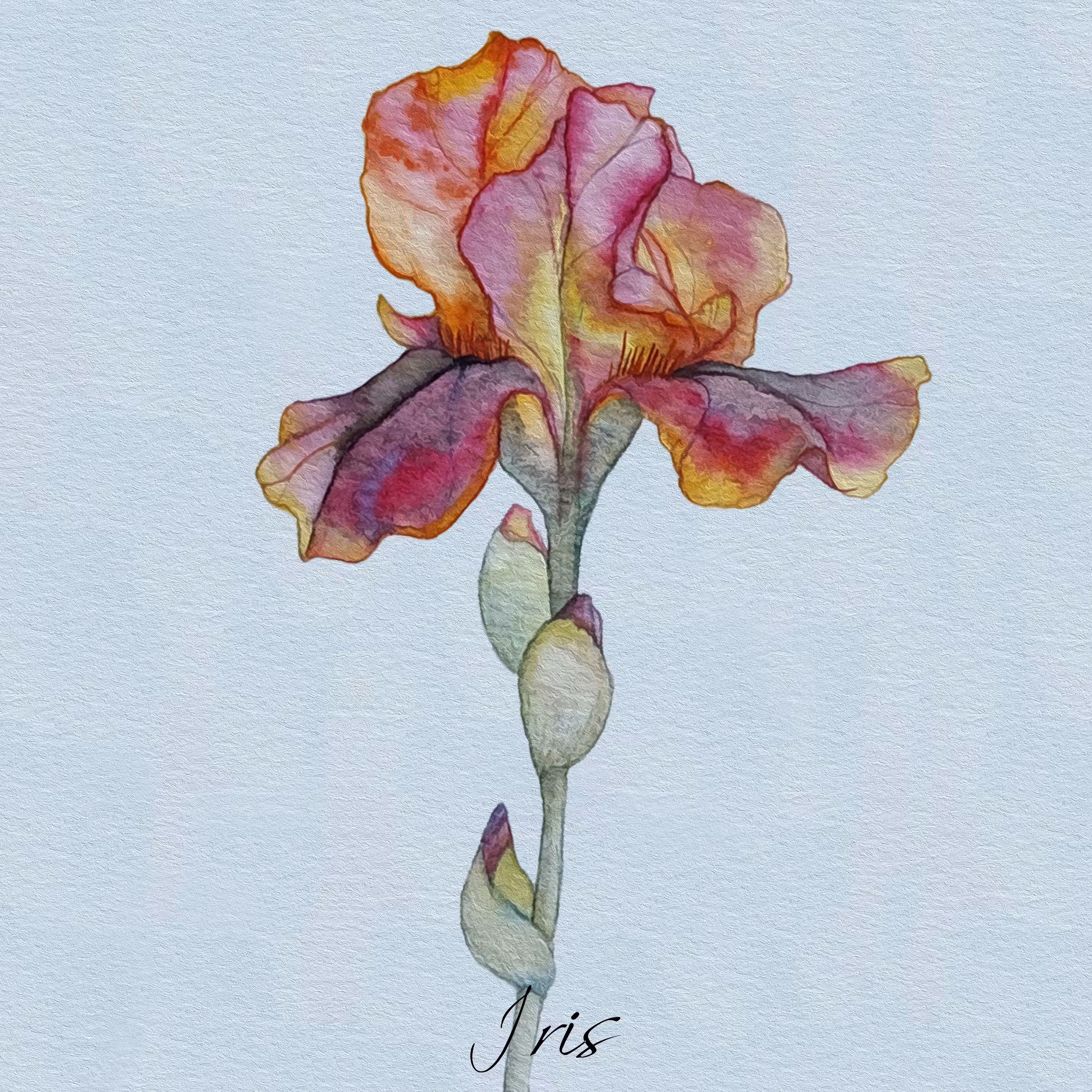 Iris