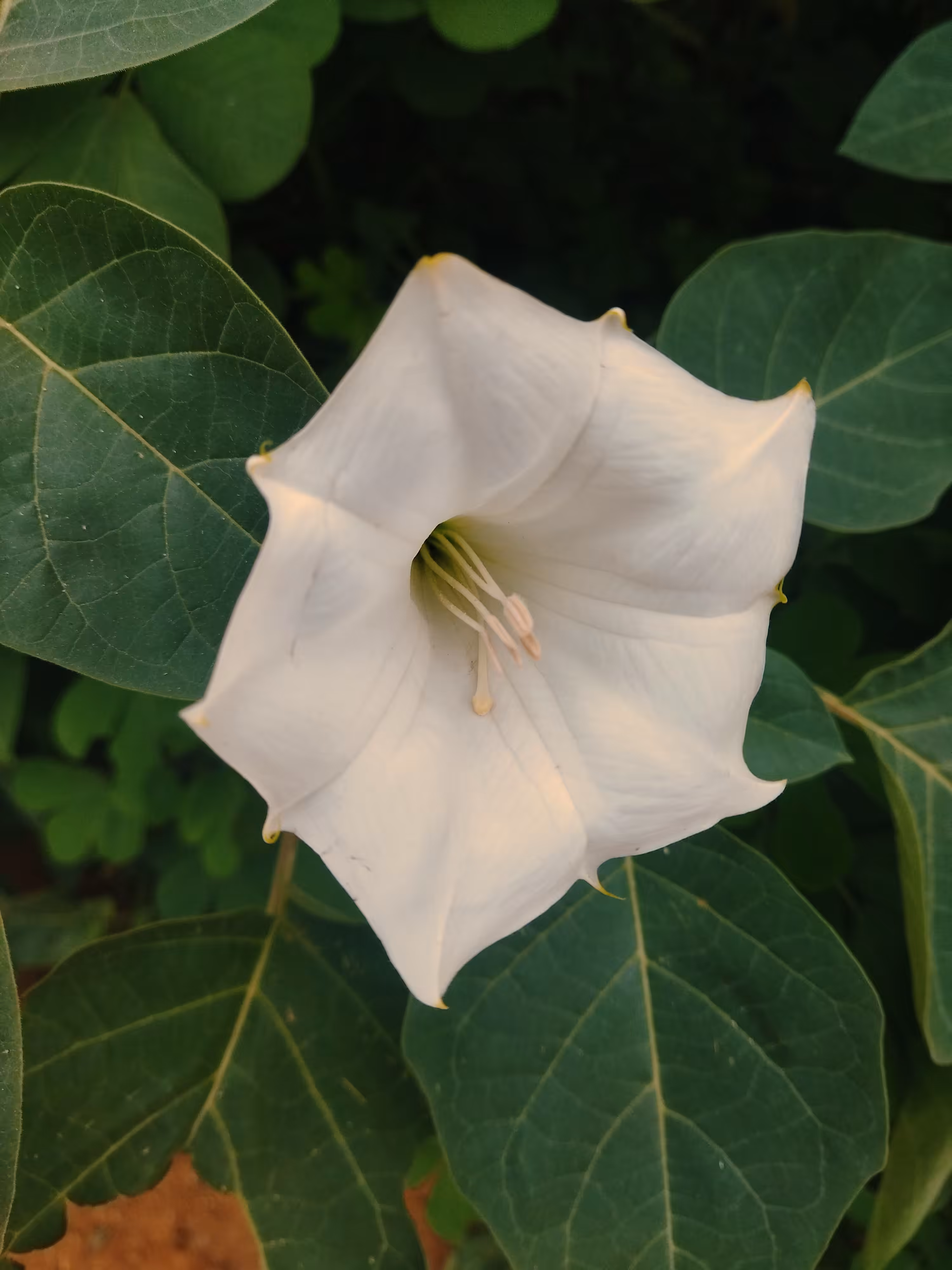 My World Of Flora And Fauna: Devil's Trumpet Flower 