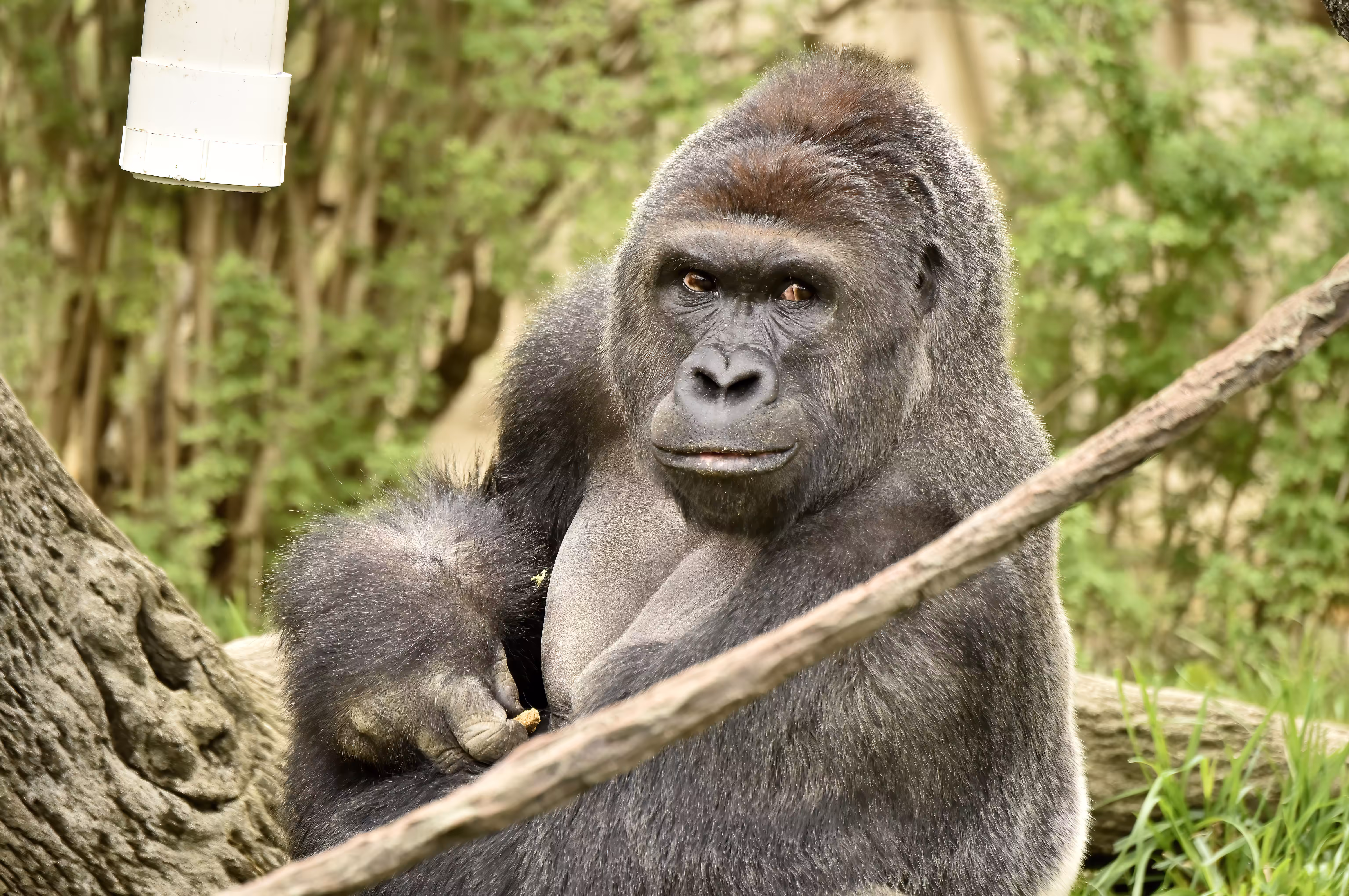 HARAMBE: LEGENDS #723