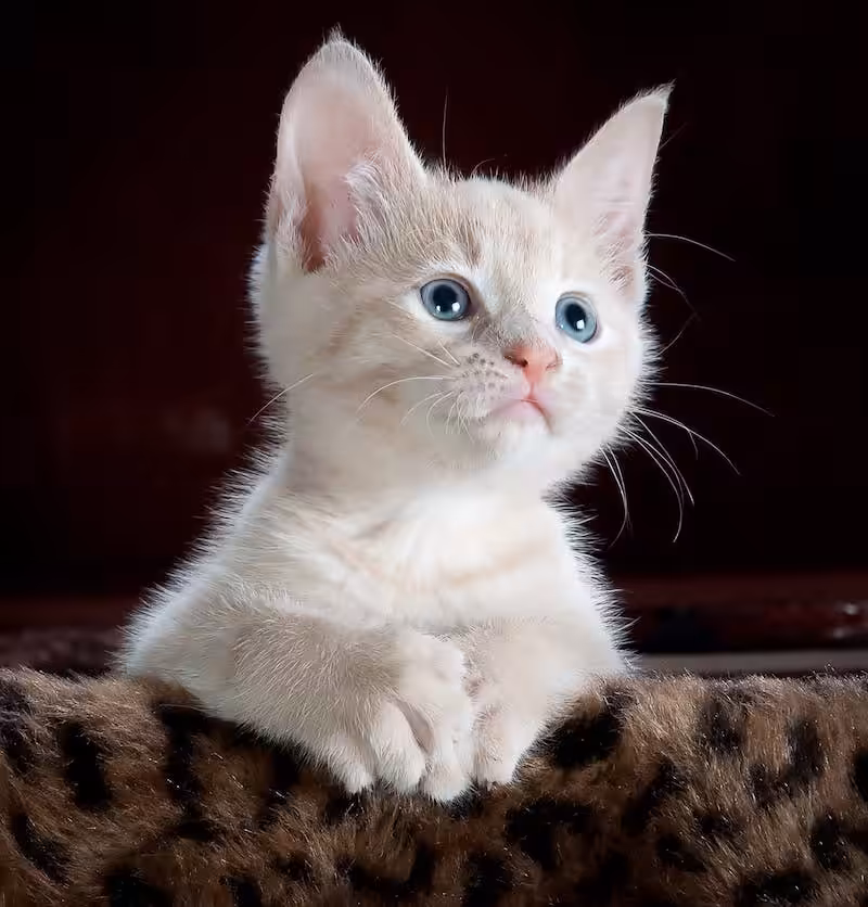 Another white cat