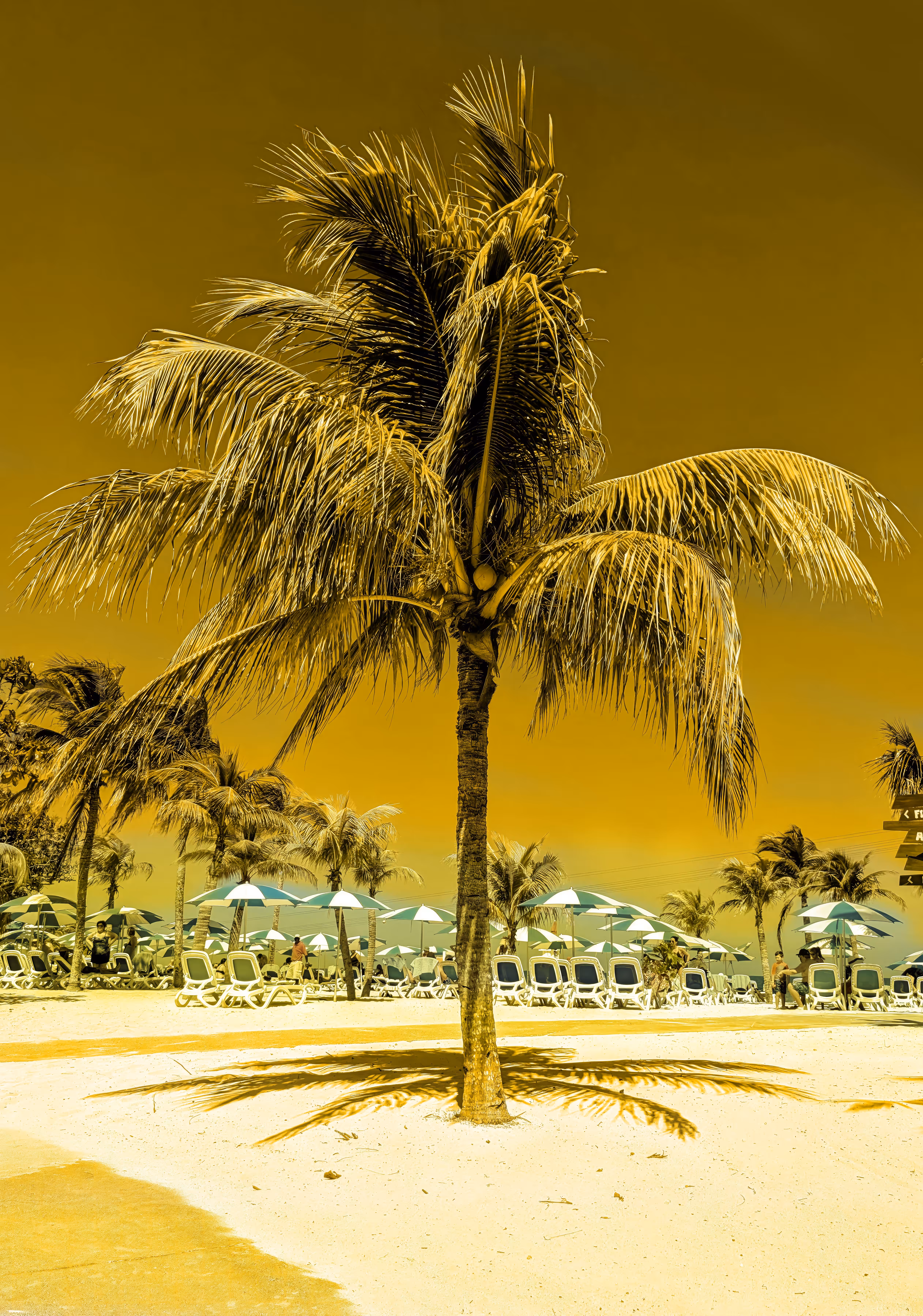 Golden Palm