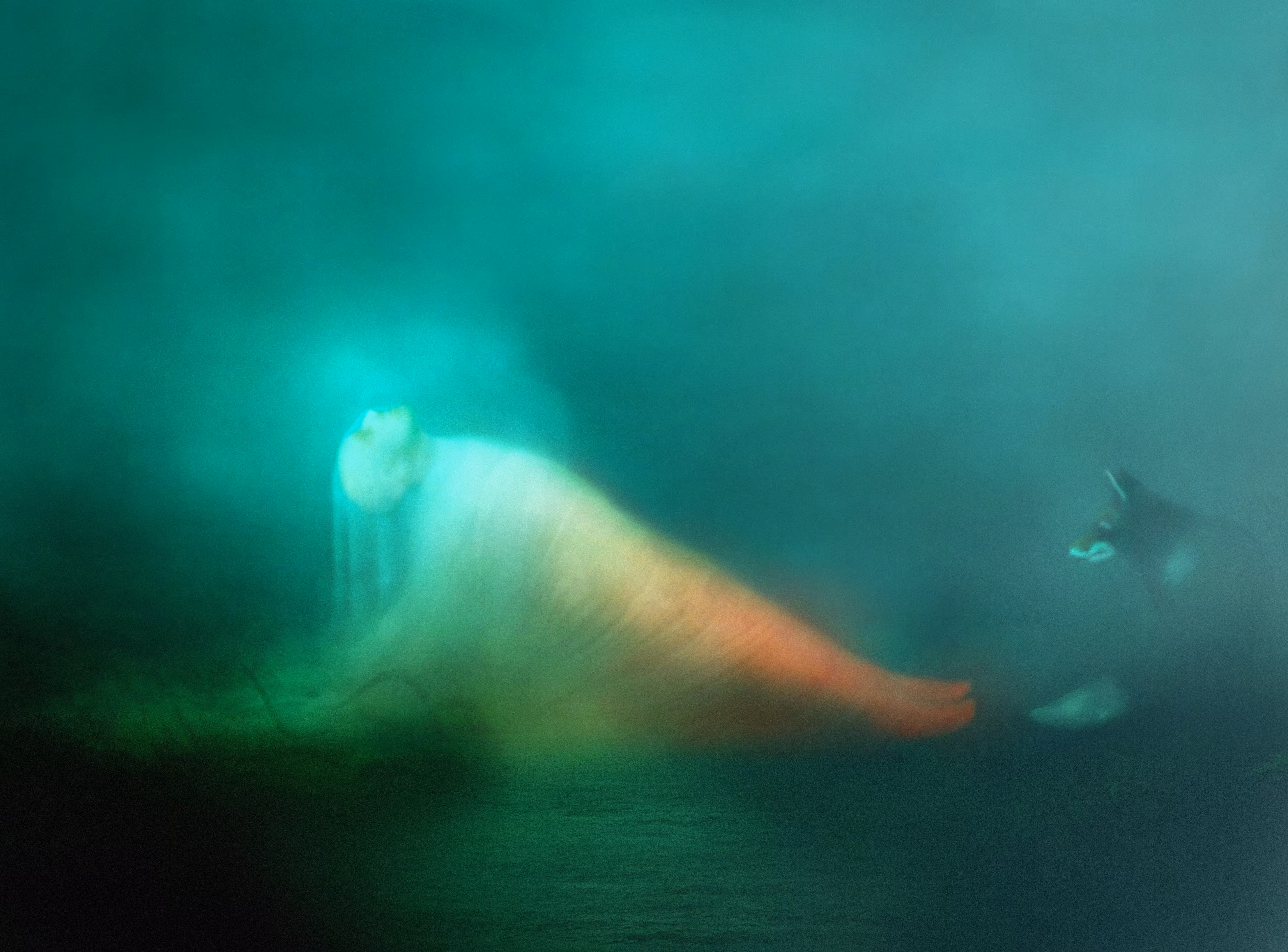 Untitled | From Darshan Serie