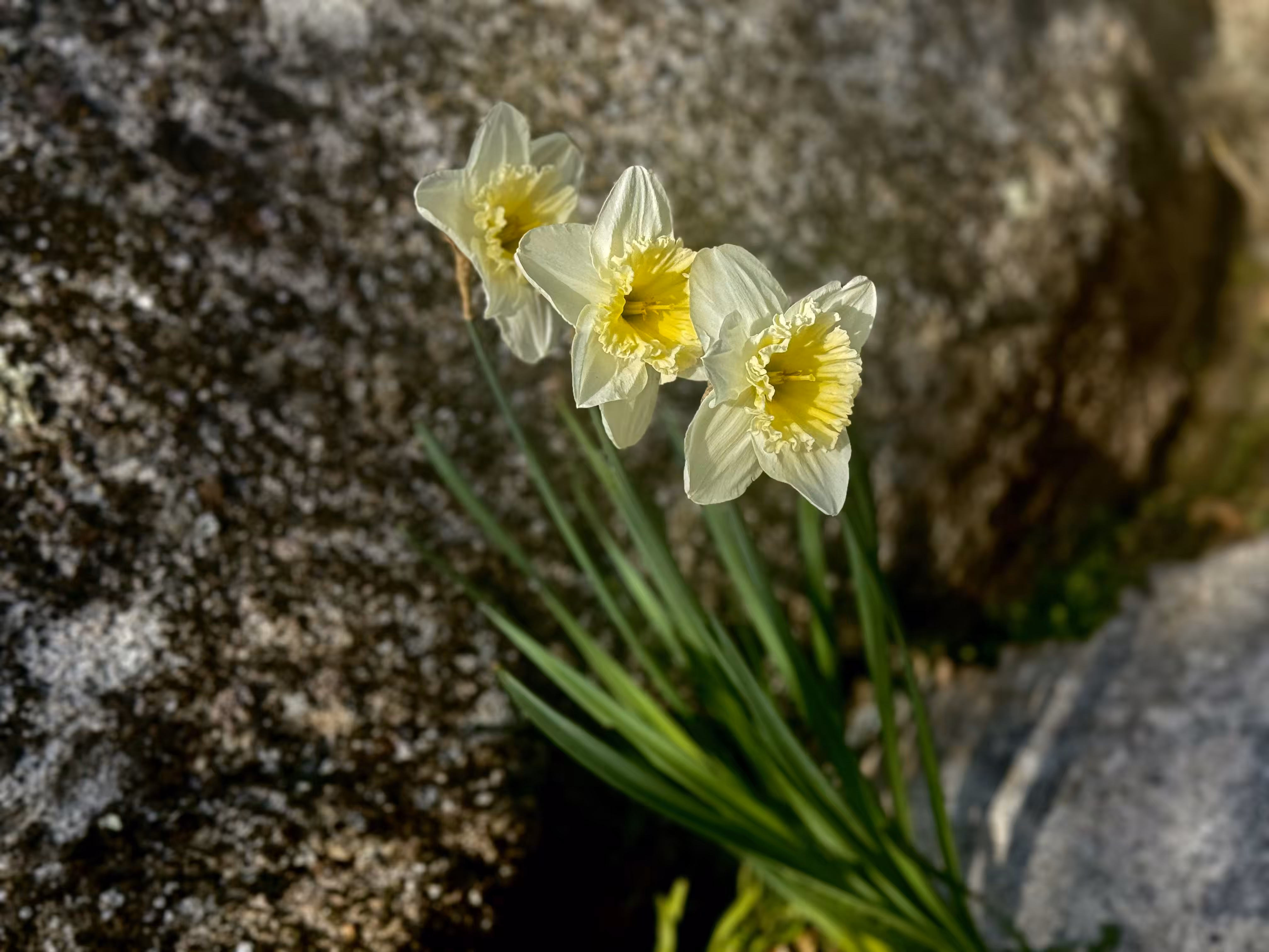 Daffodil Chronicles