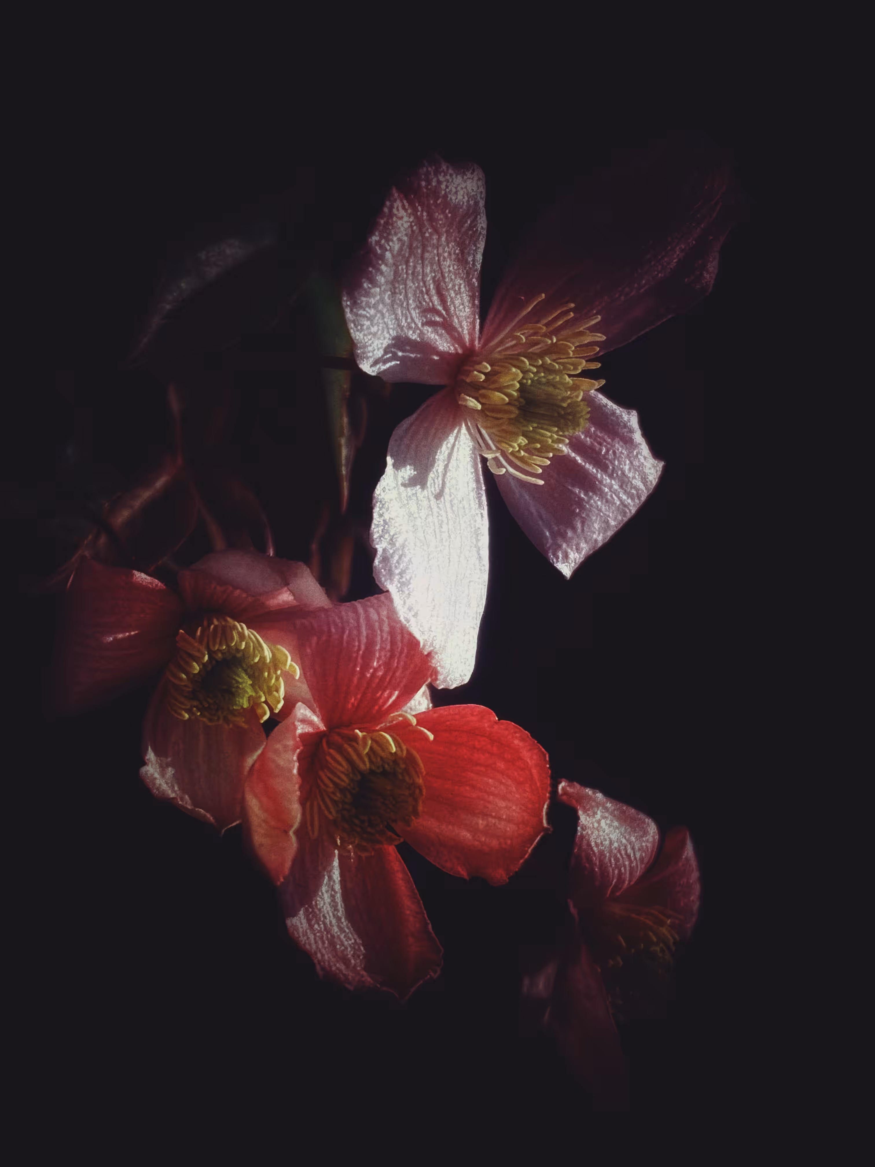 Dark Emergence