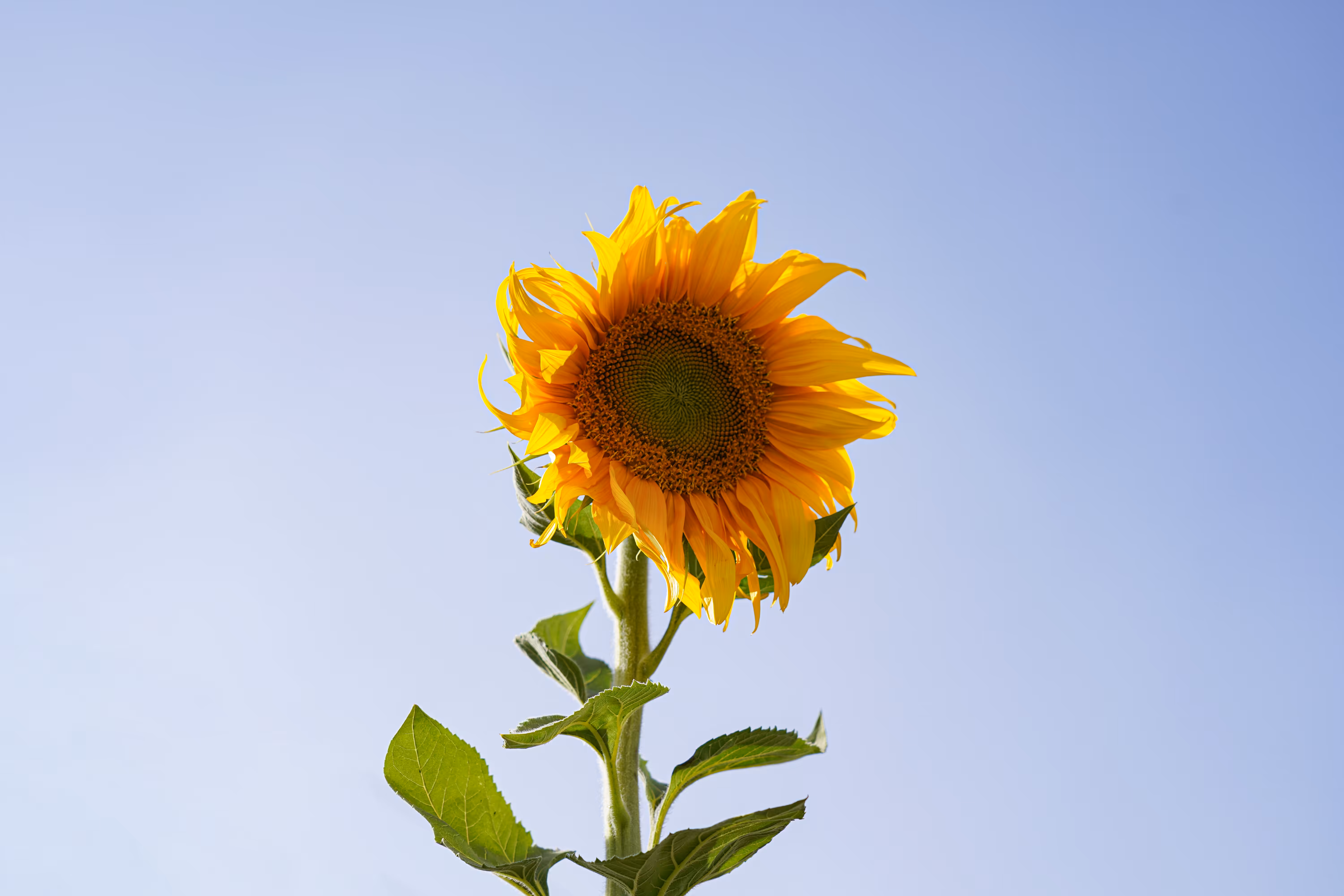 flowers: Greetings to the Sun