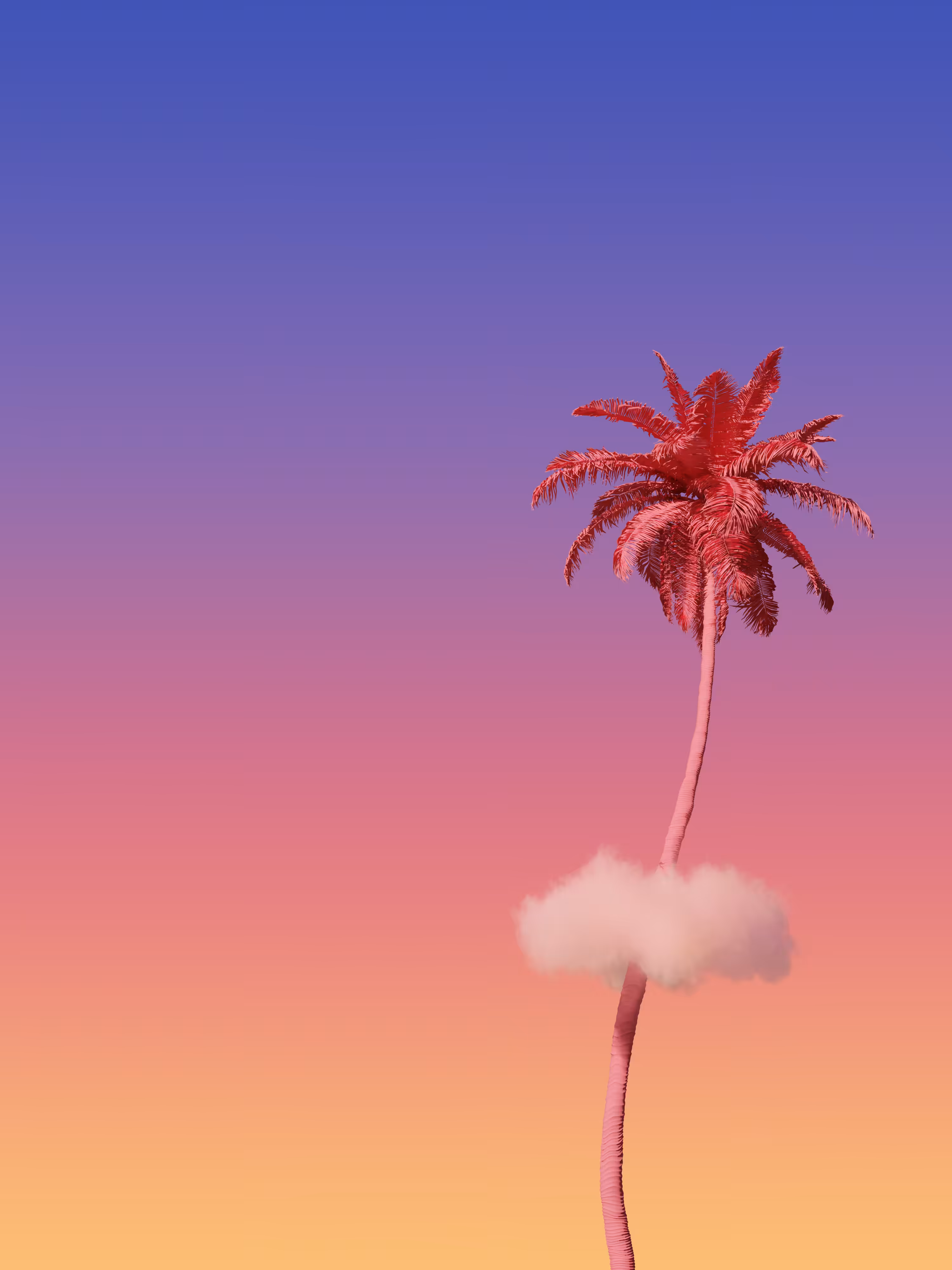 Pinky Palm Sunset Dream