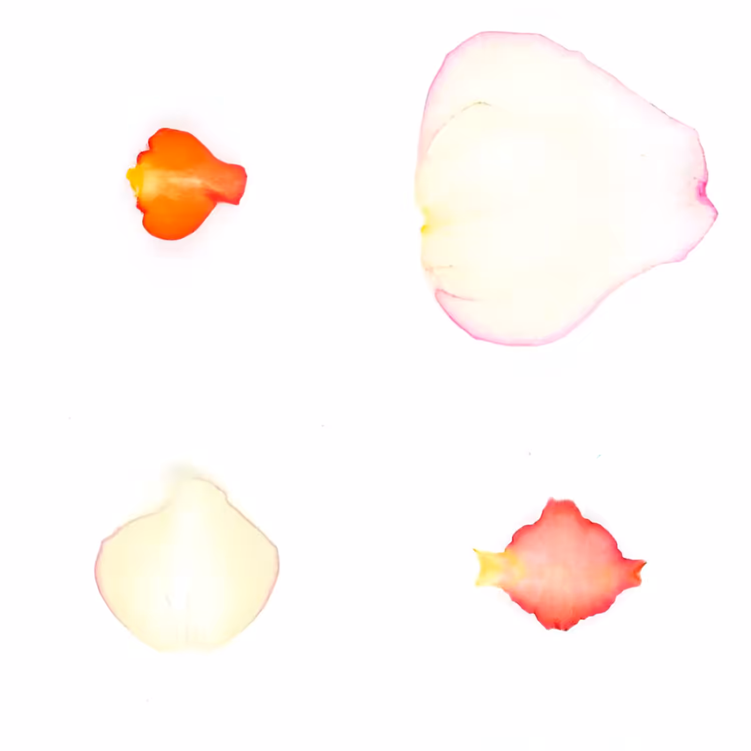 Infinite Petals 2x2#3634