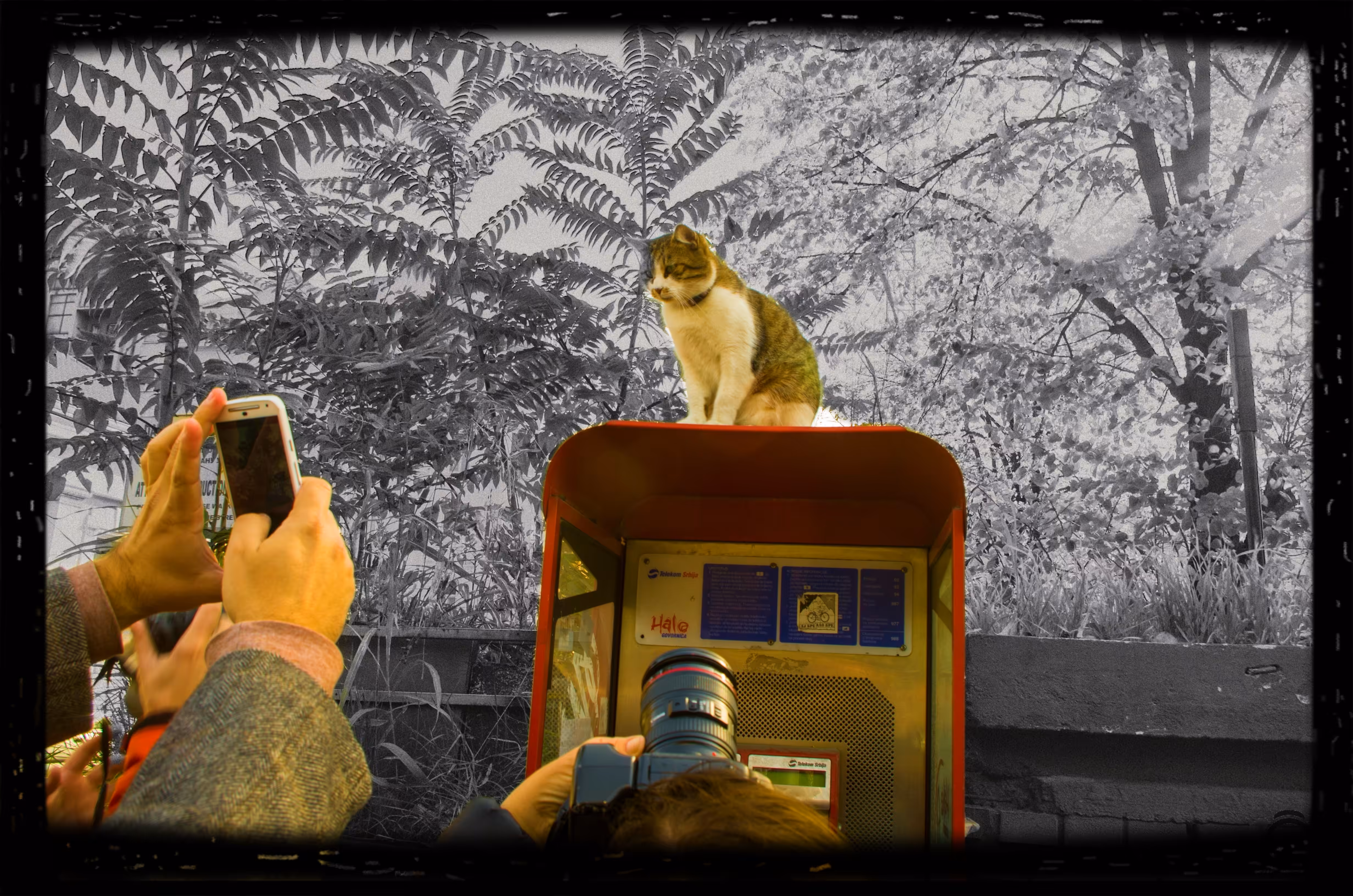 VIP Cat