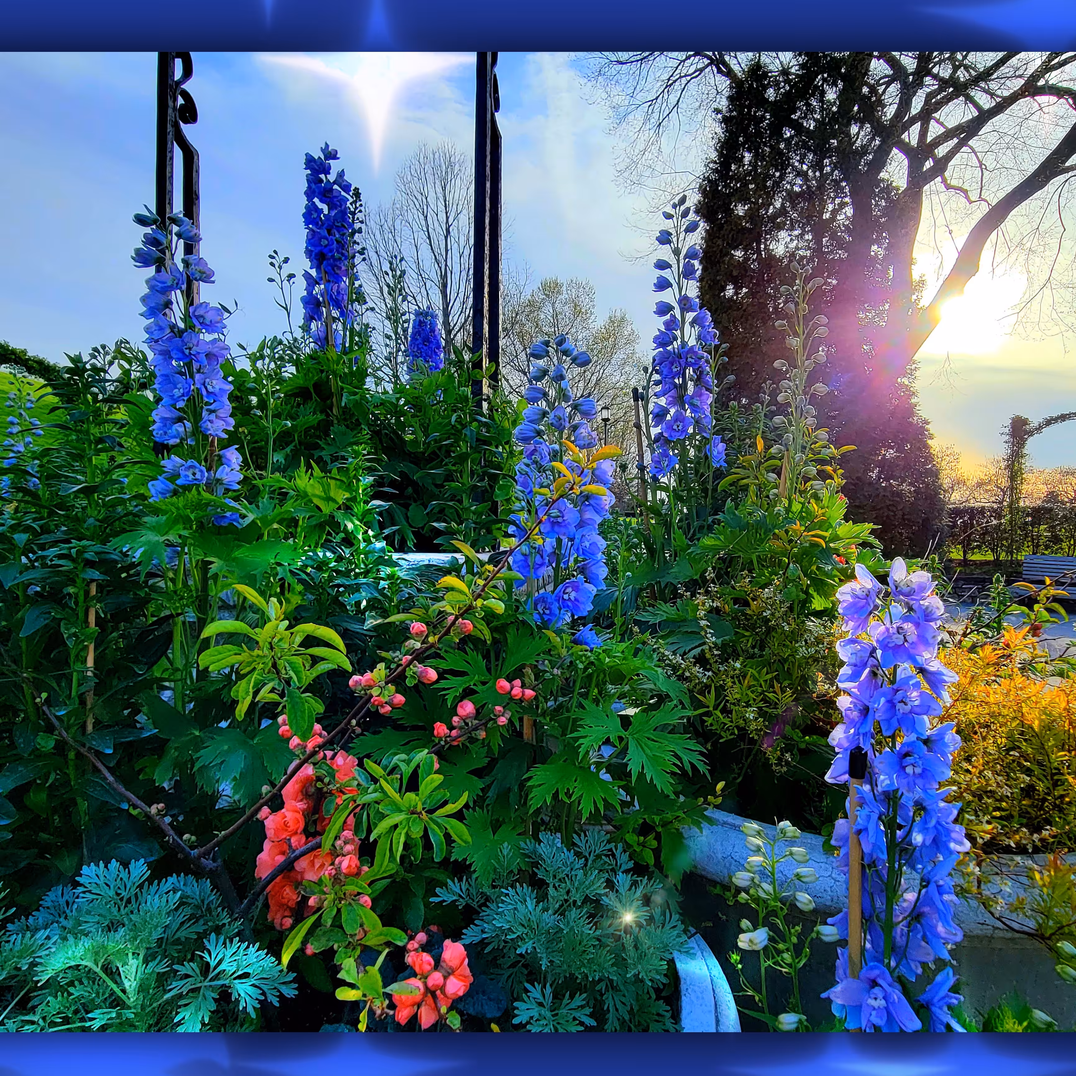 Dazzling Delphinium