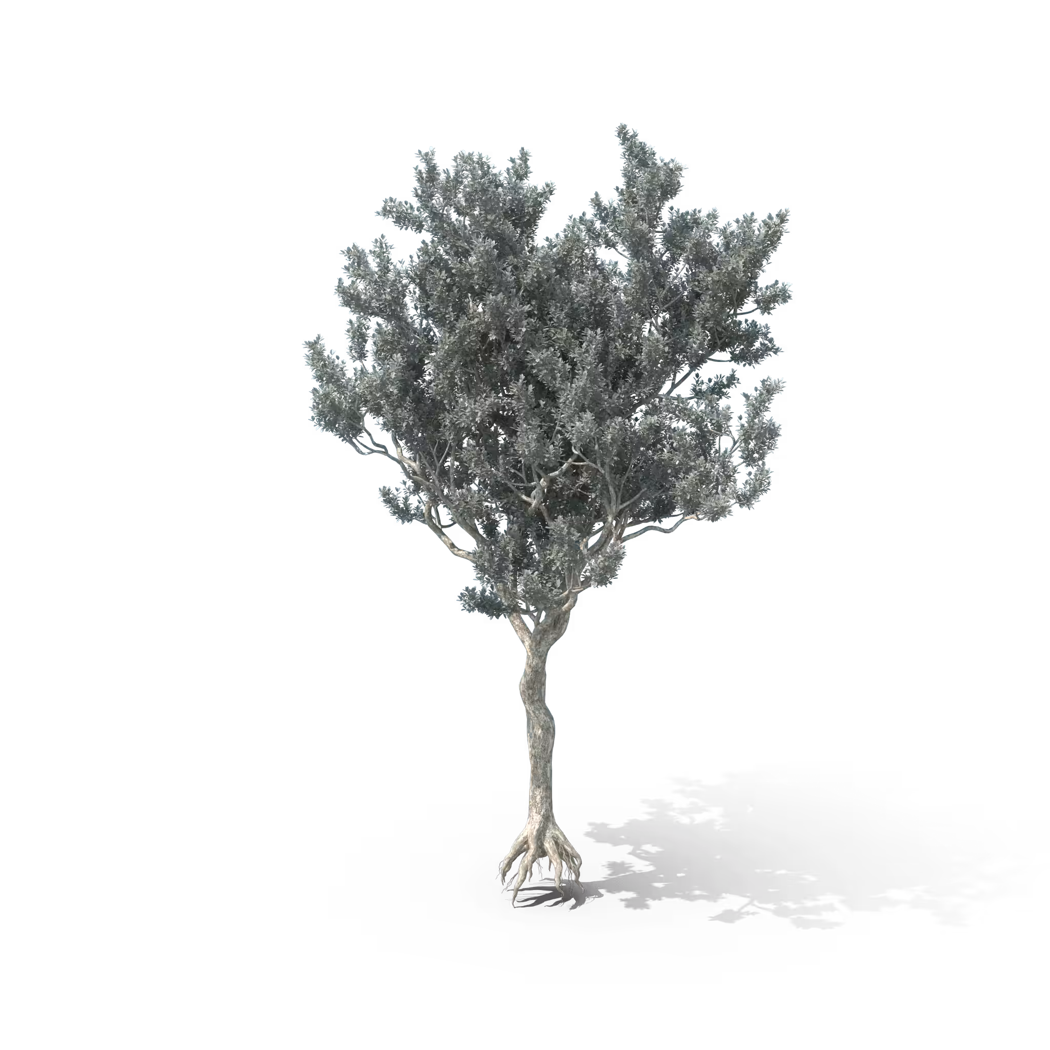 Your Tree I Buttonwood