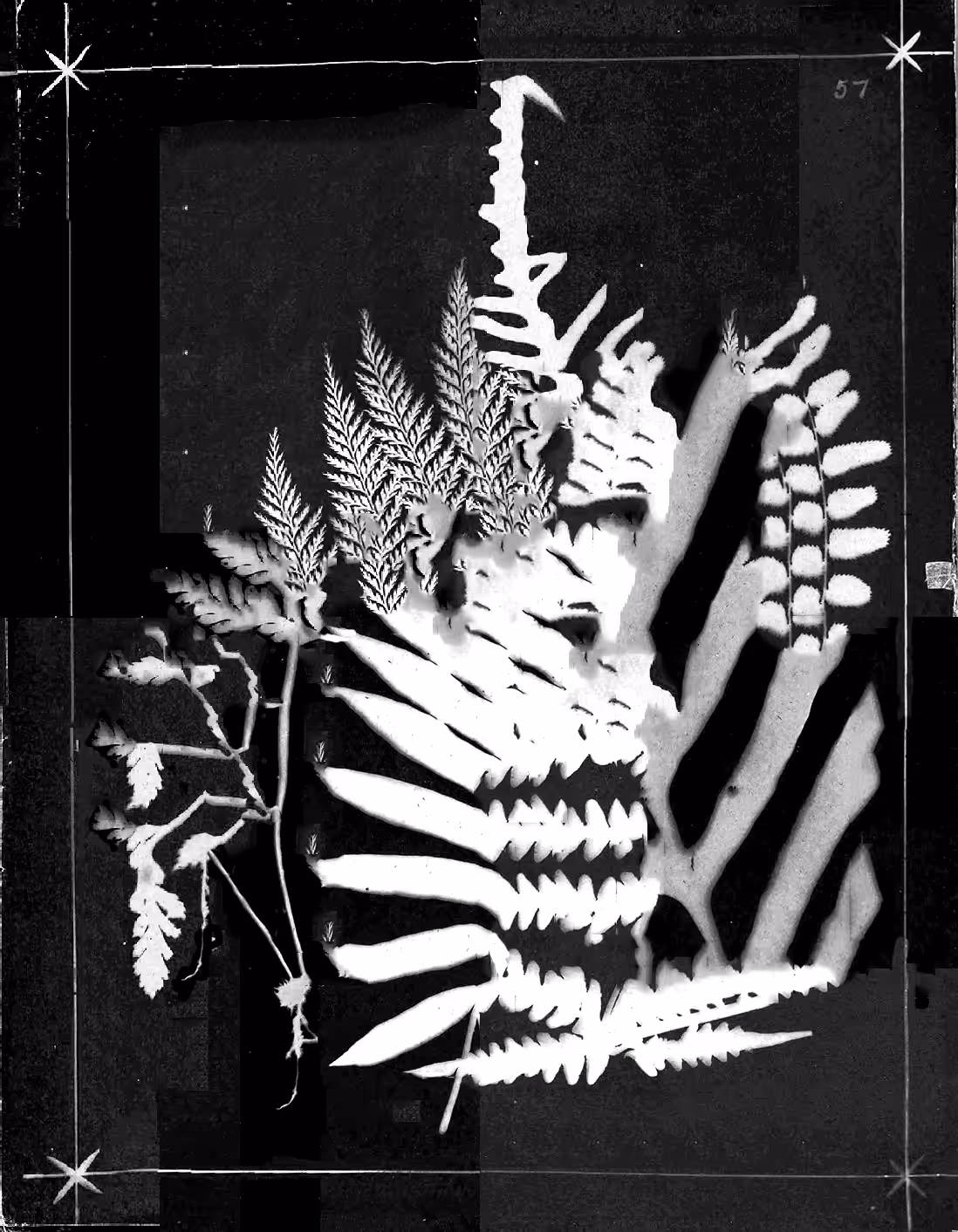 Metafern [u]