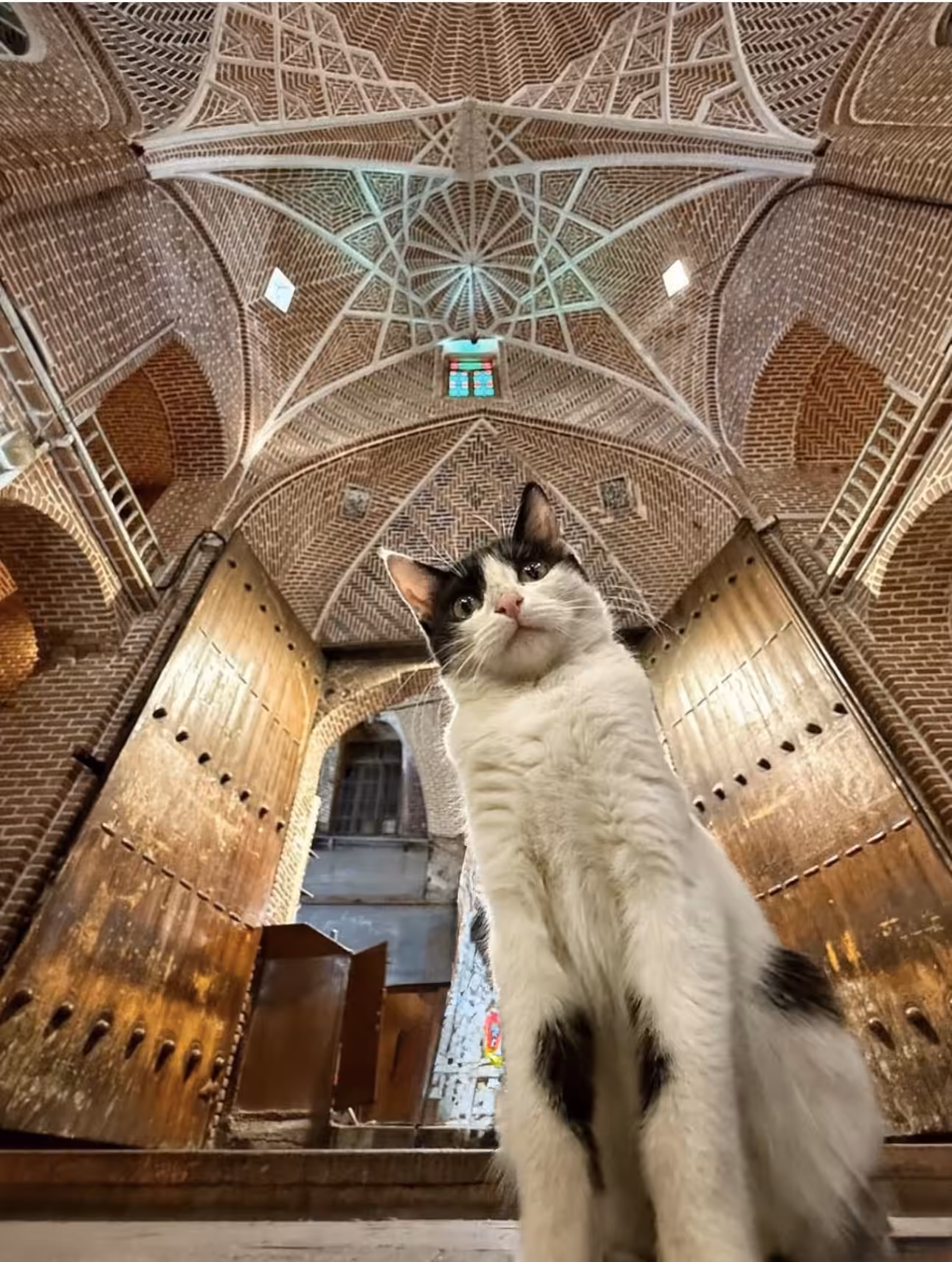 Tabriz Historical Bazaar Cat