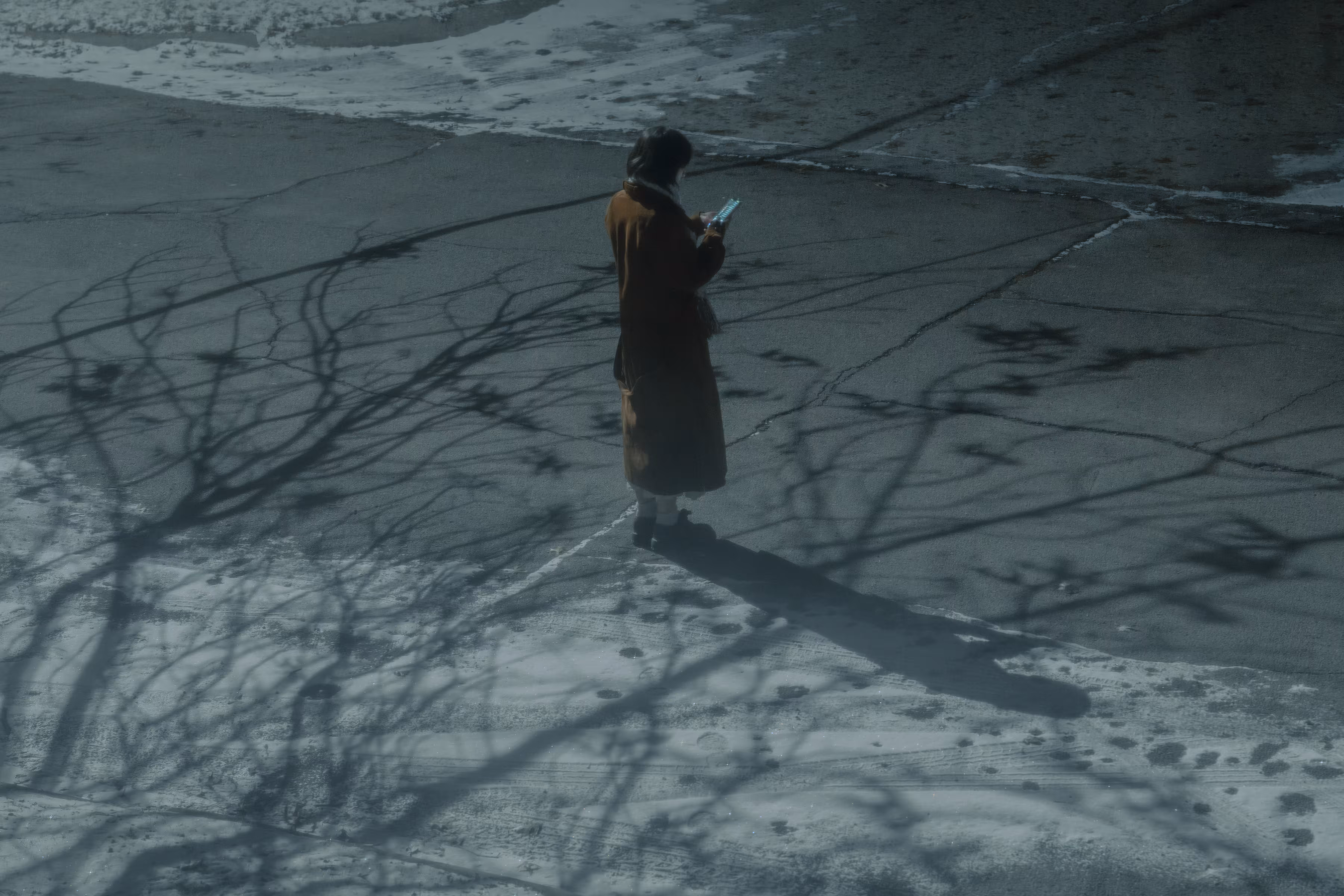 Shadow of a Tree