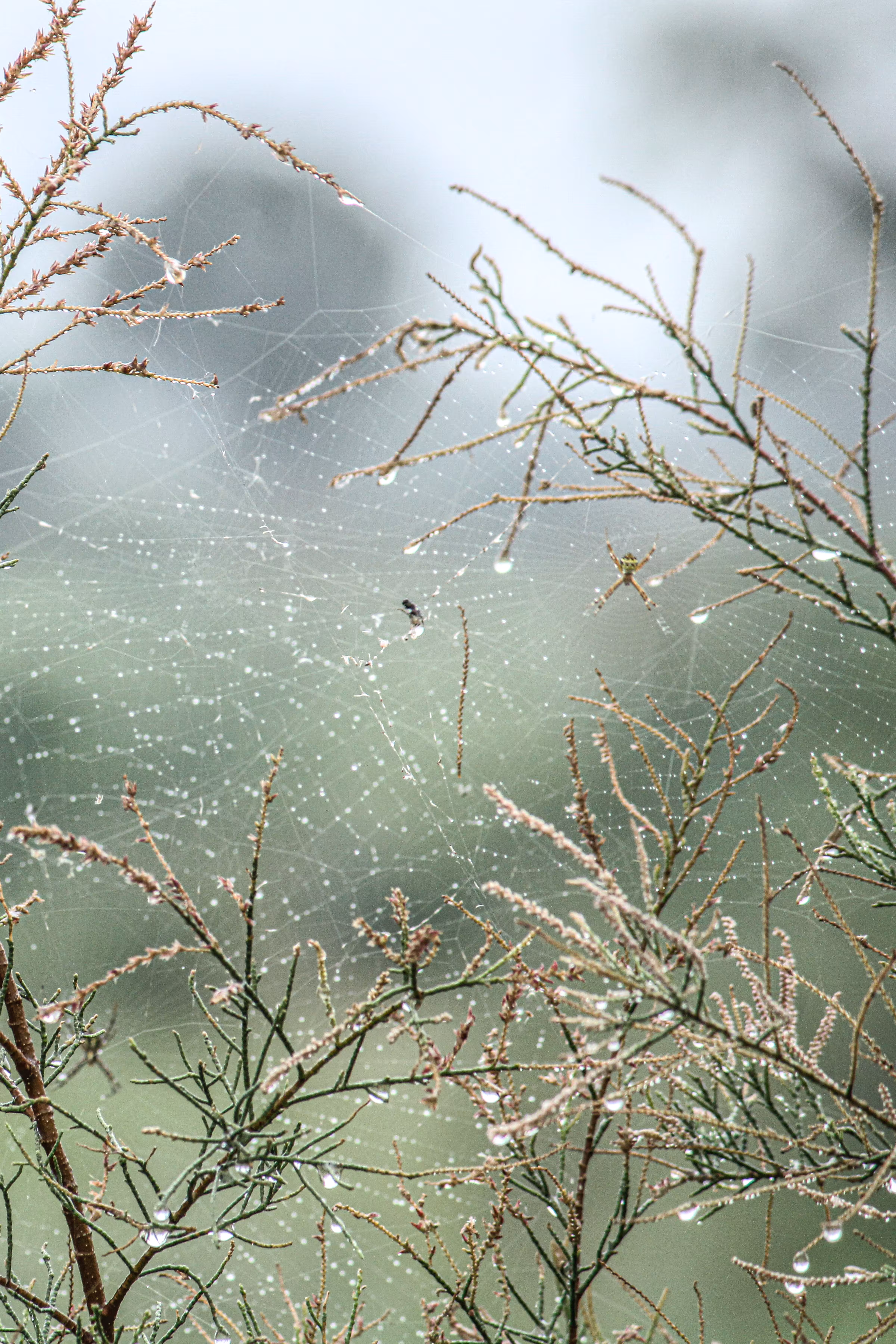 Nature Vibes: Spider Motivator 