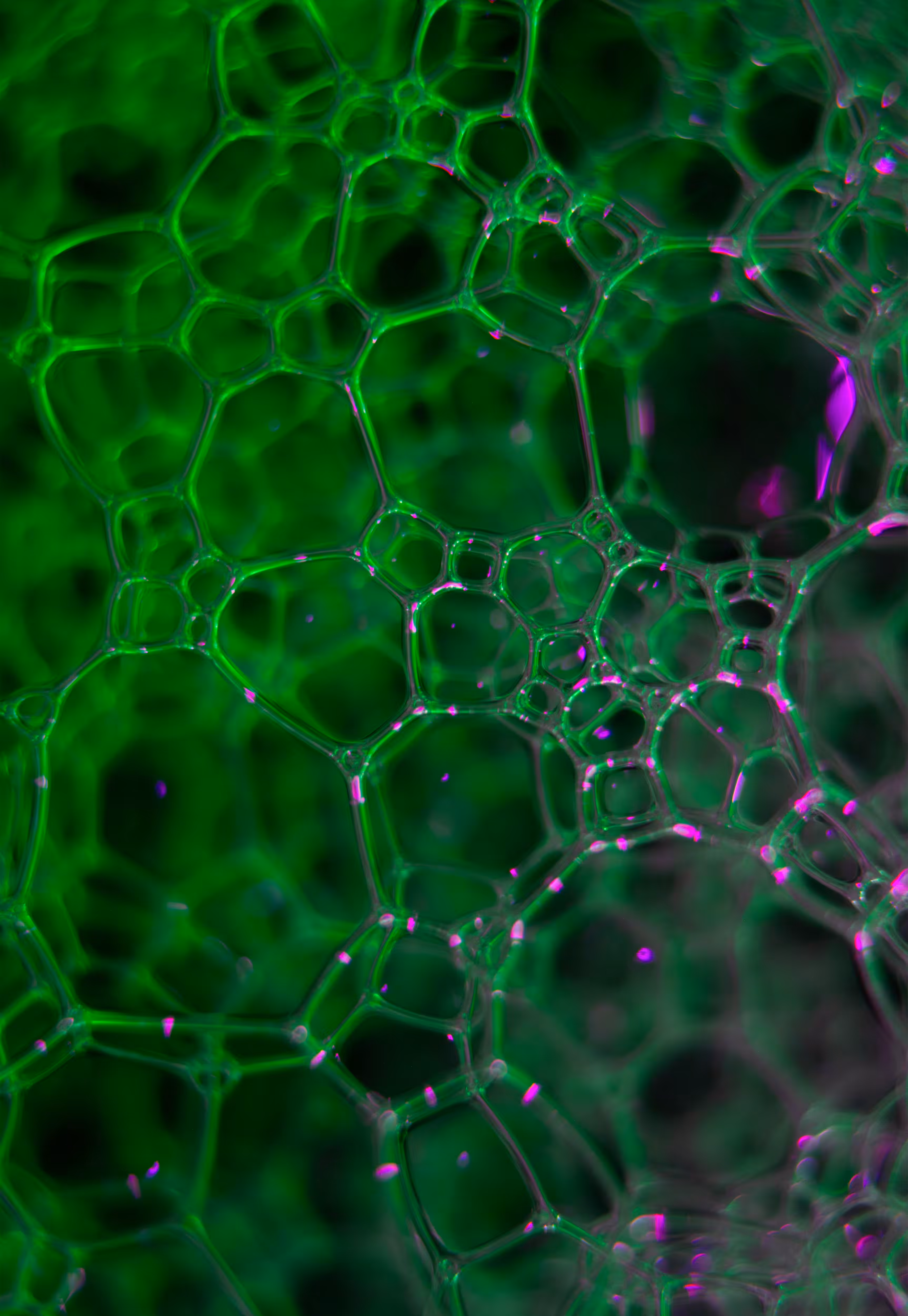 Abstract World of Soap Bubbles: #201 Bubbles