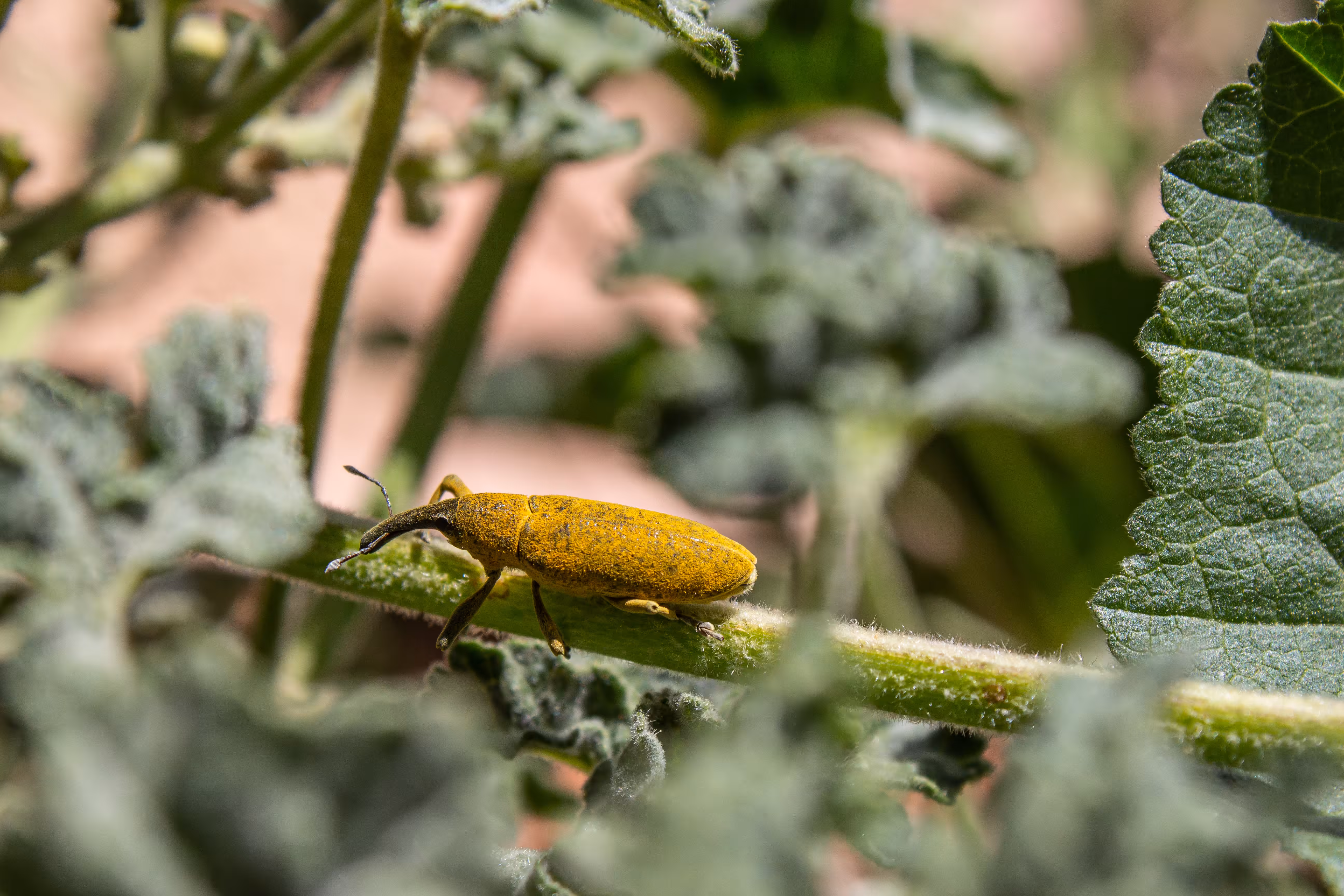 Elongated Bean Weevil