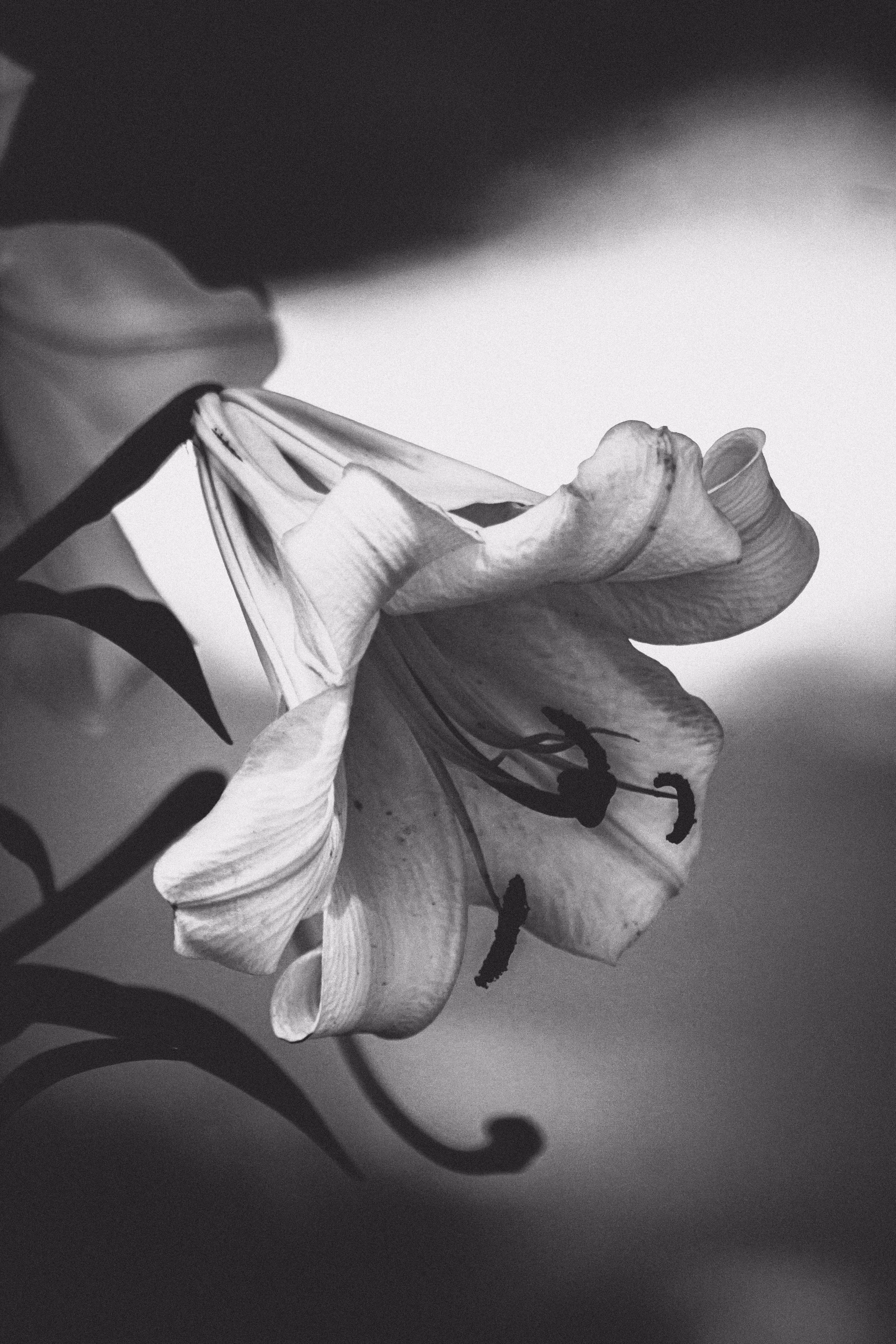 JB: B&W Nature: Monochrome Nature #026