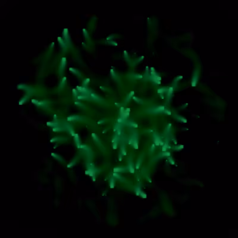 Petri Dish #7