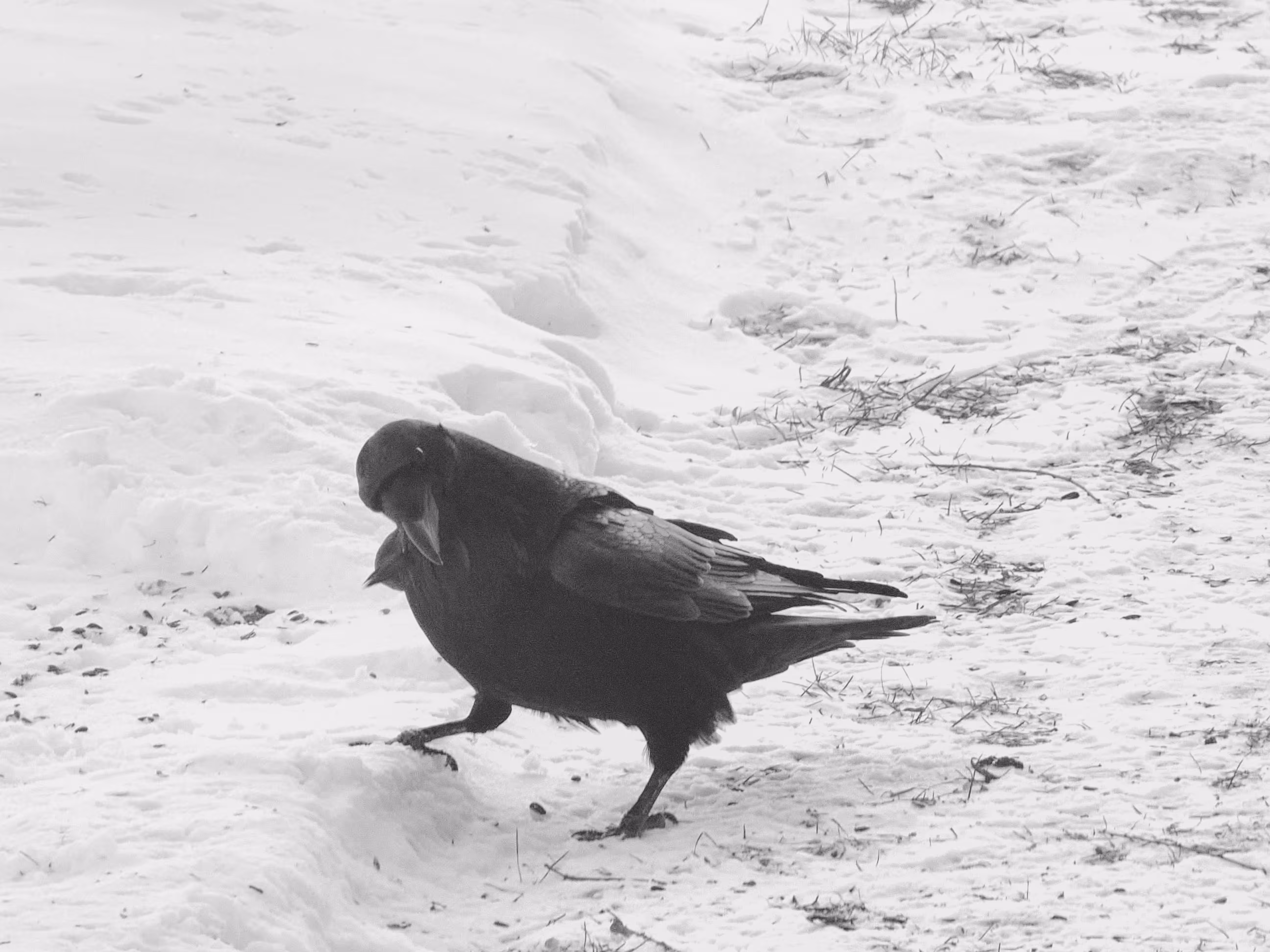It's a crow in winter.