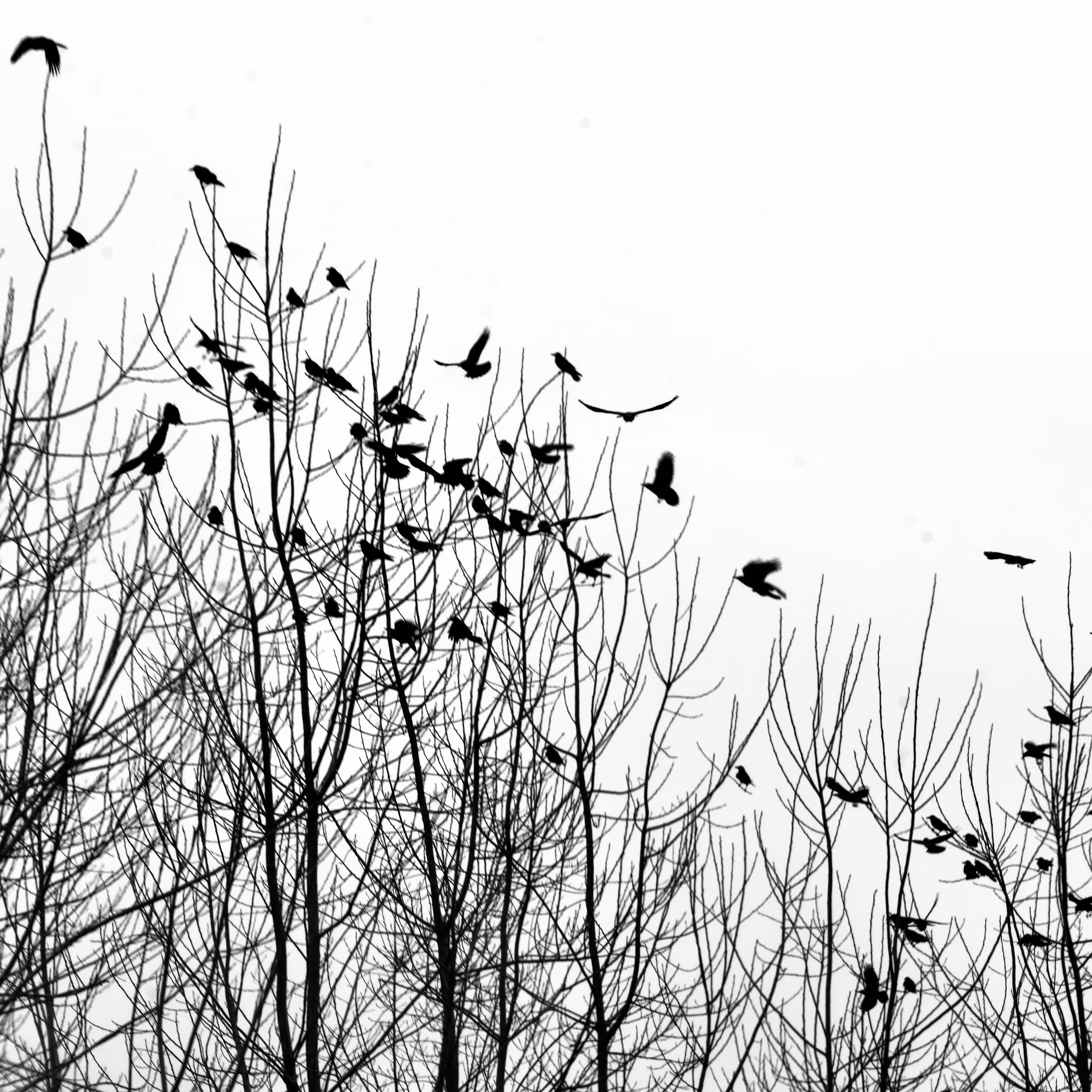 Nature's Song