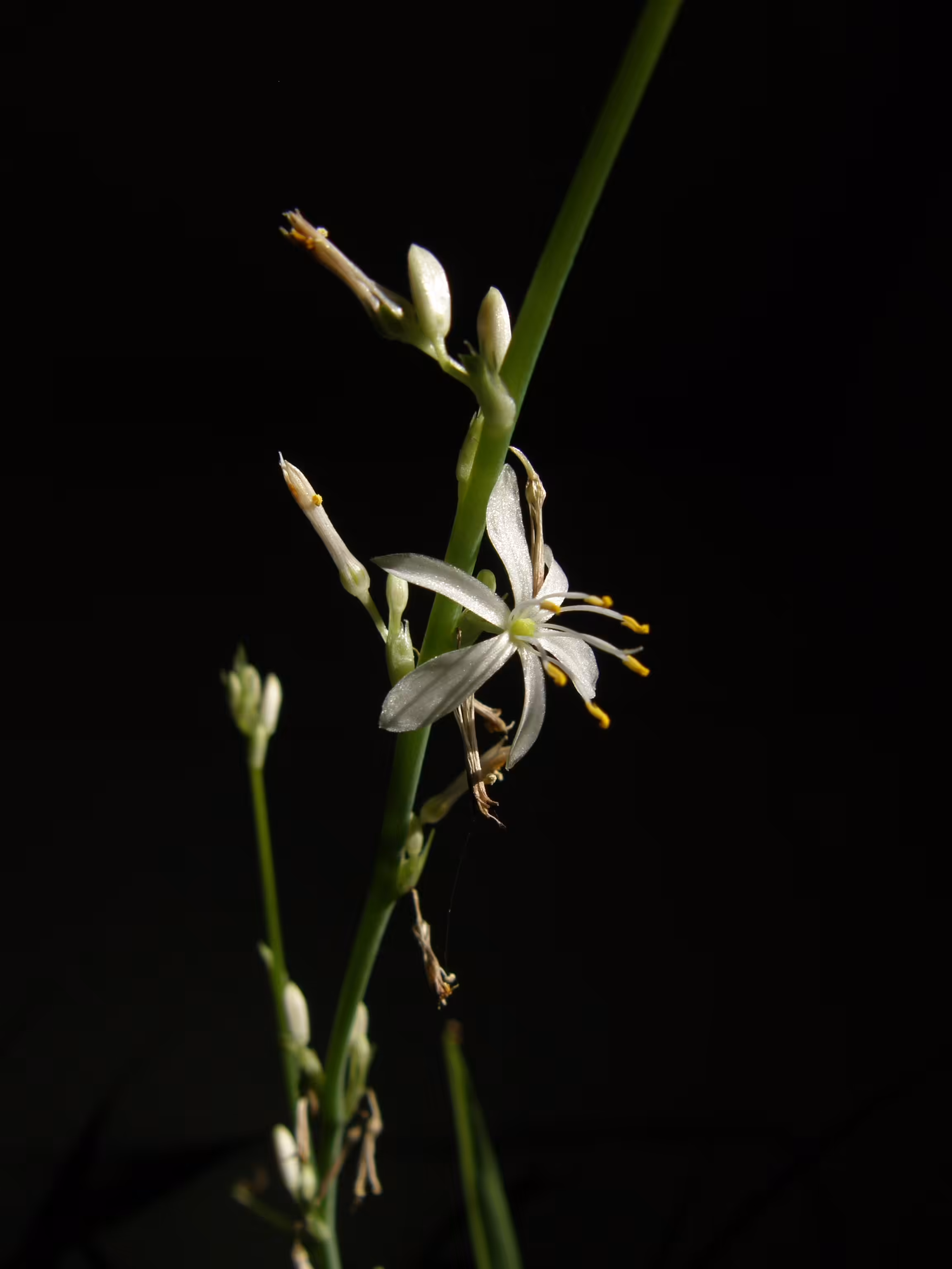 Serratula