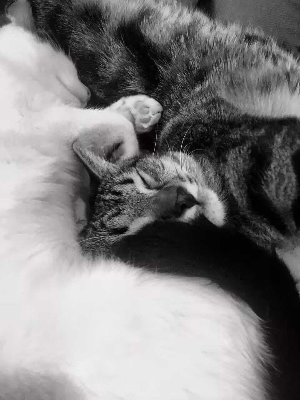 Photography (cats): Bambi and Bella.