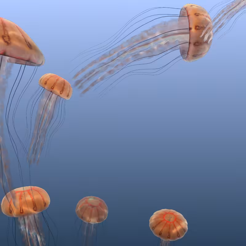 Jellyfish #30
