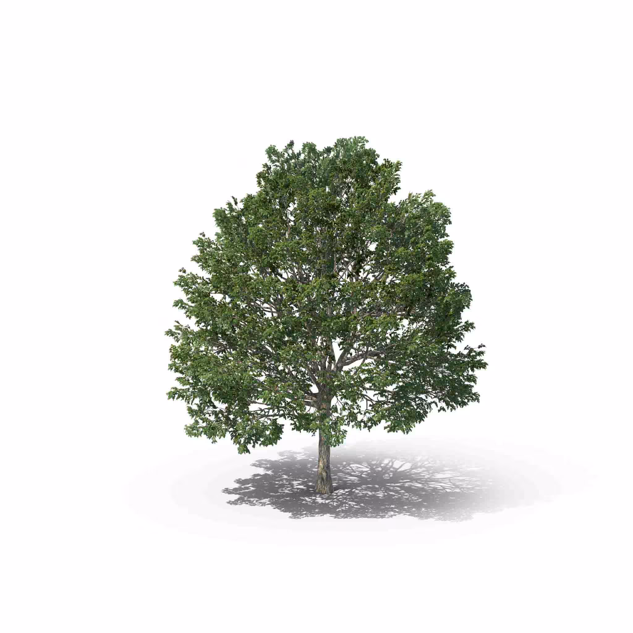Your Tree I Hornbeam