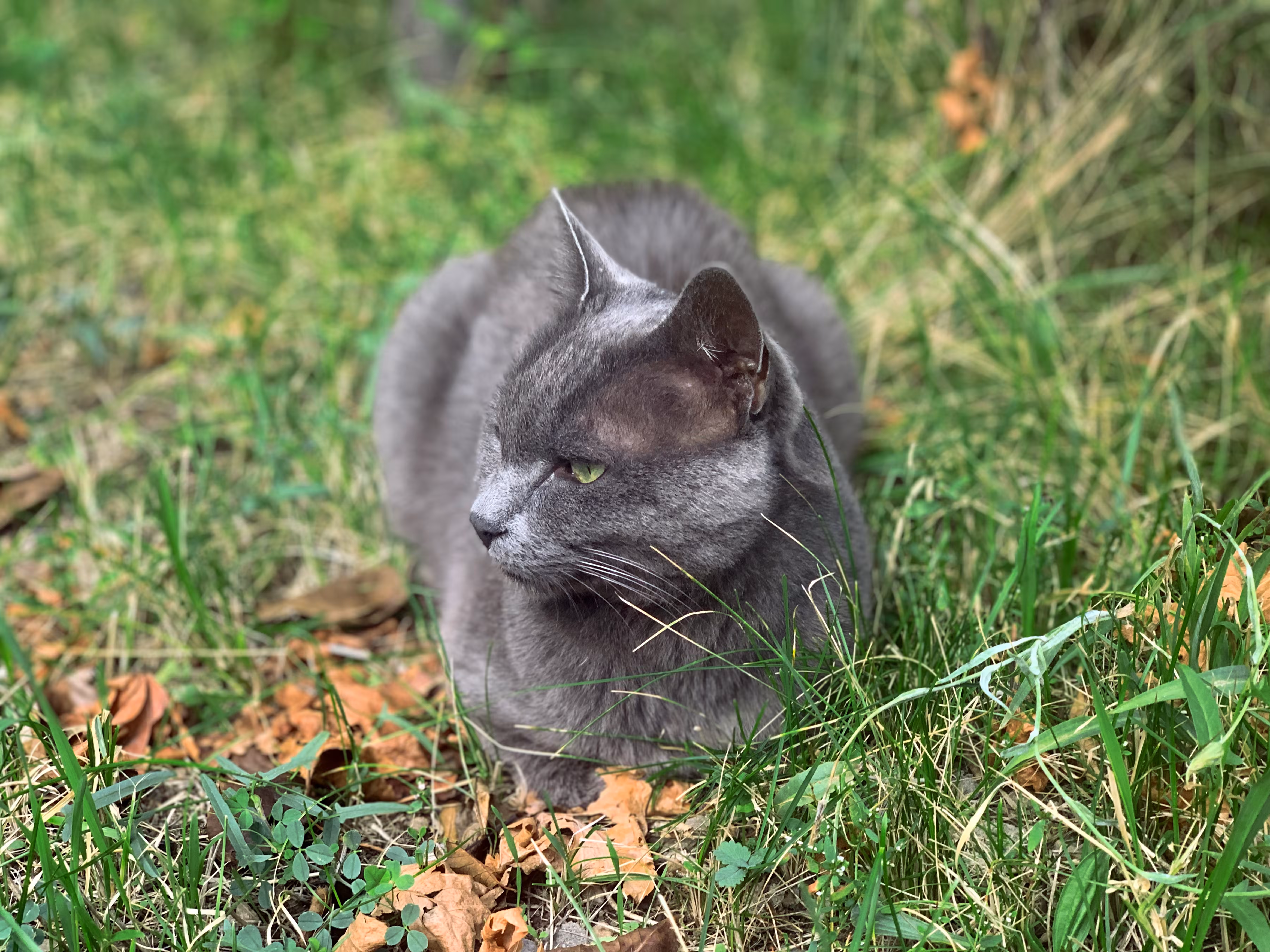 Forest Purrer