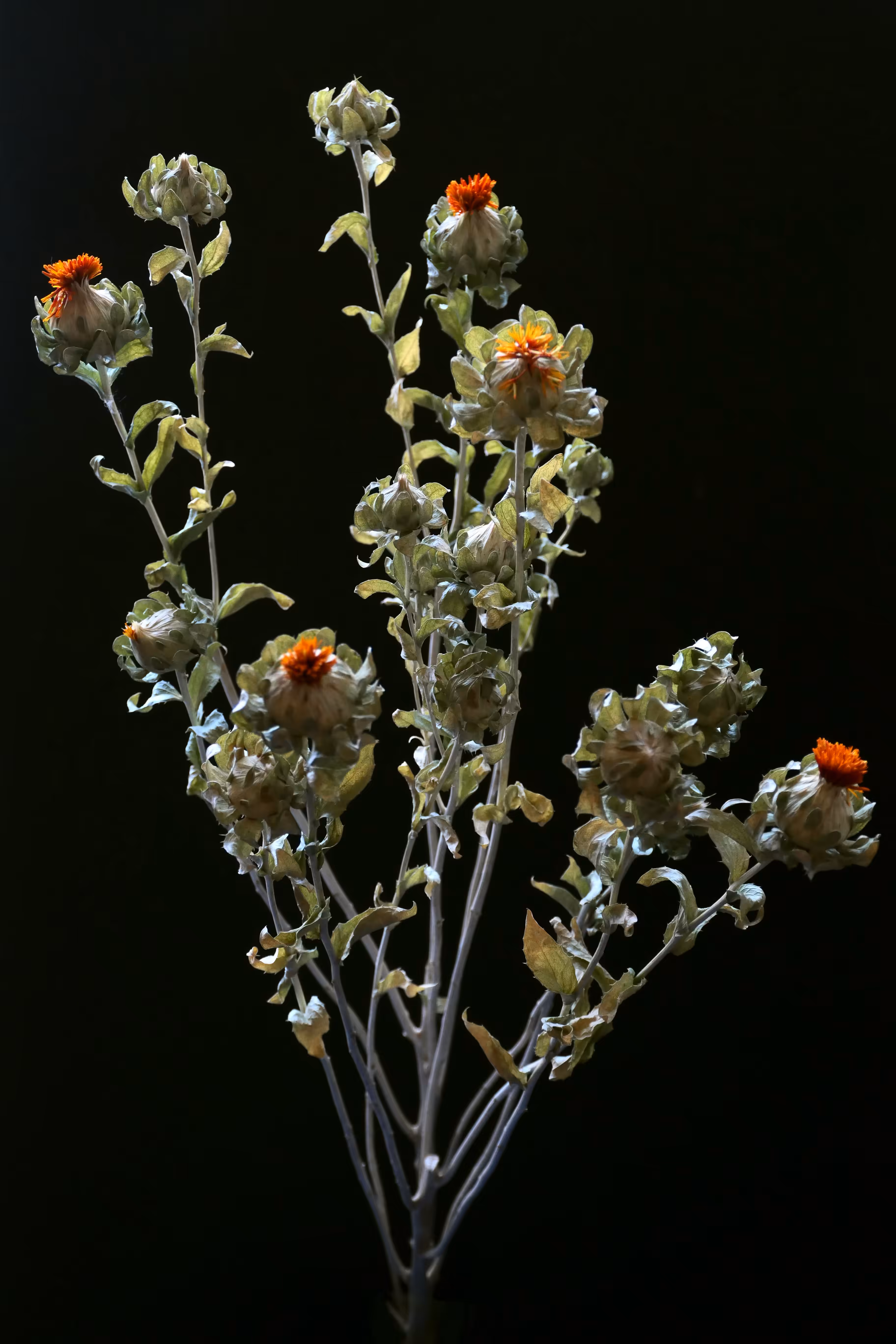 Safflower