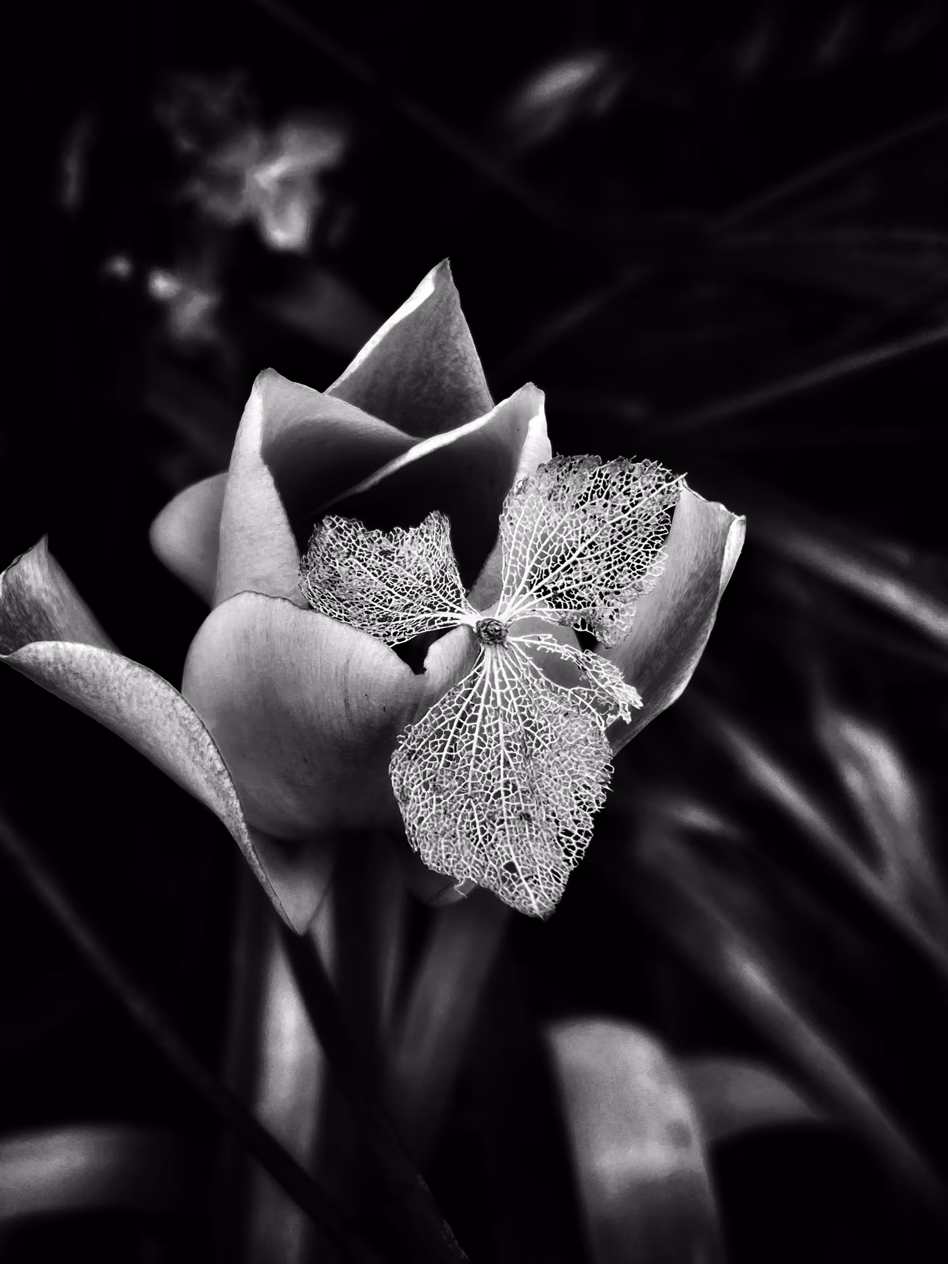 Bloom & Bones: Miniature Tulip B&W