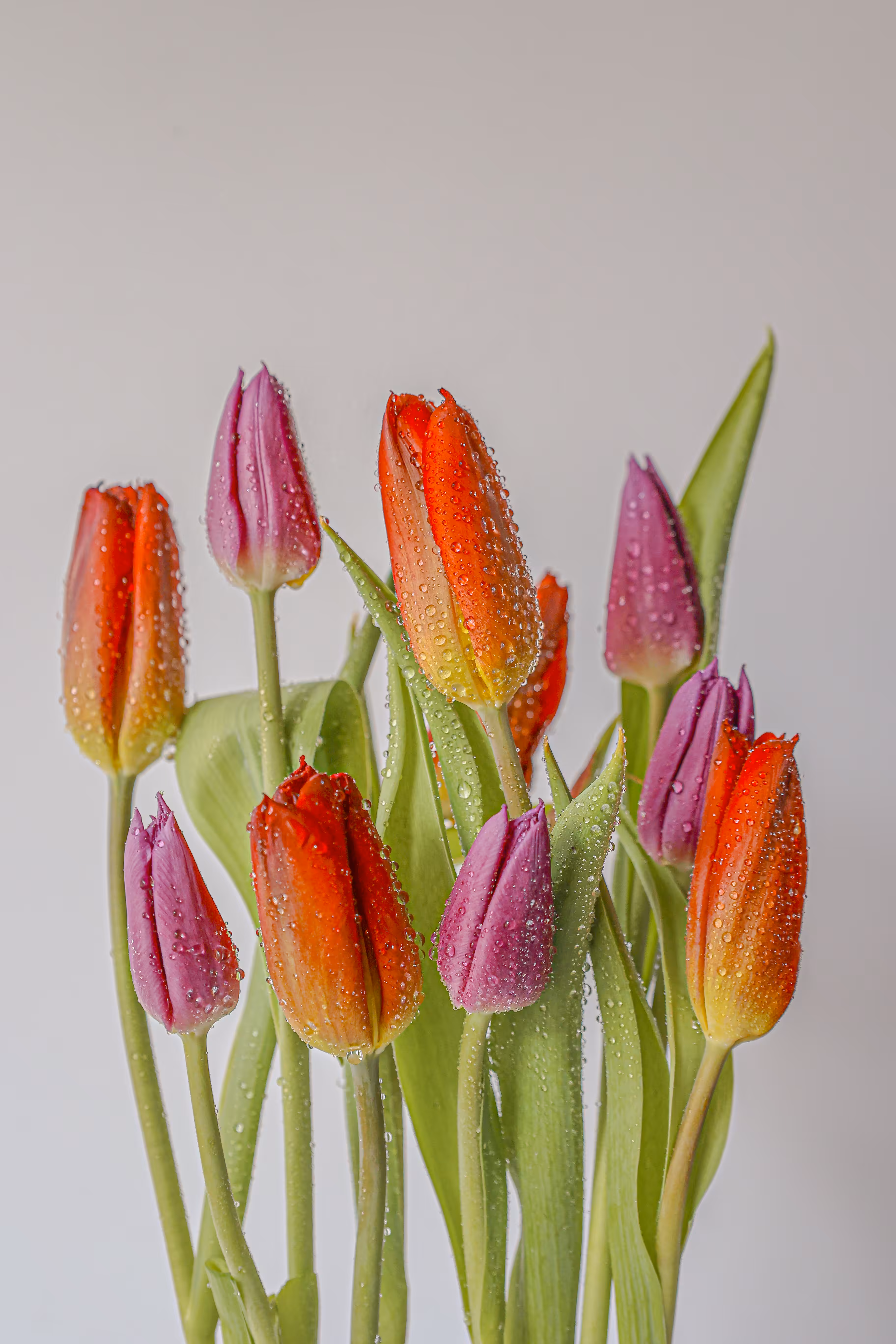 🌷🌷🌷🌷